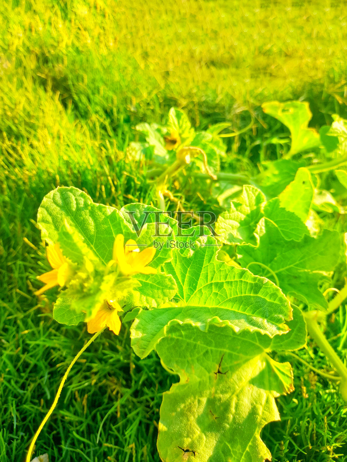 甜瓜树照片摄影图片