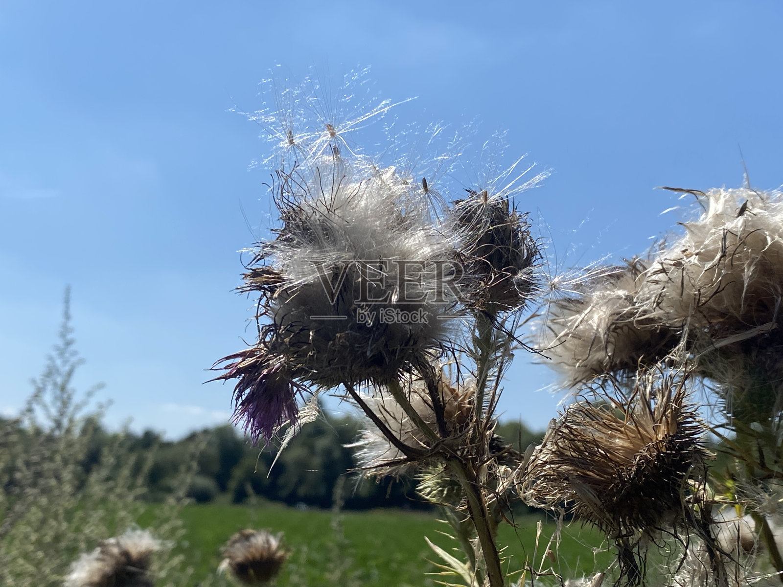 枯萎的蓟花照片摄影图片