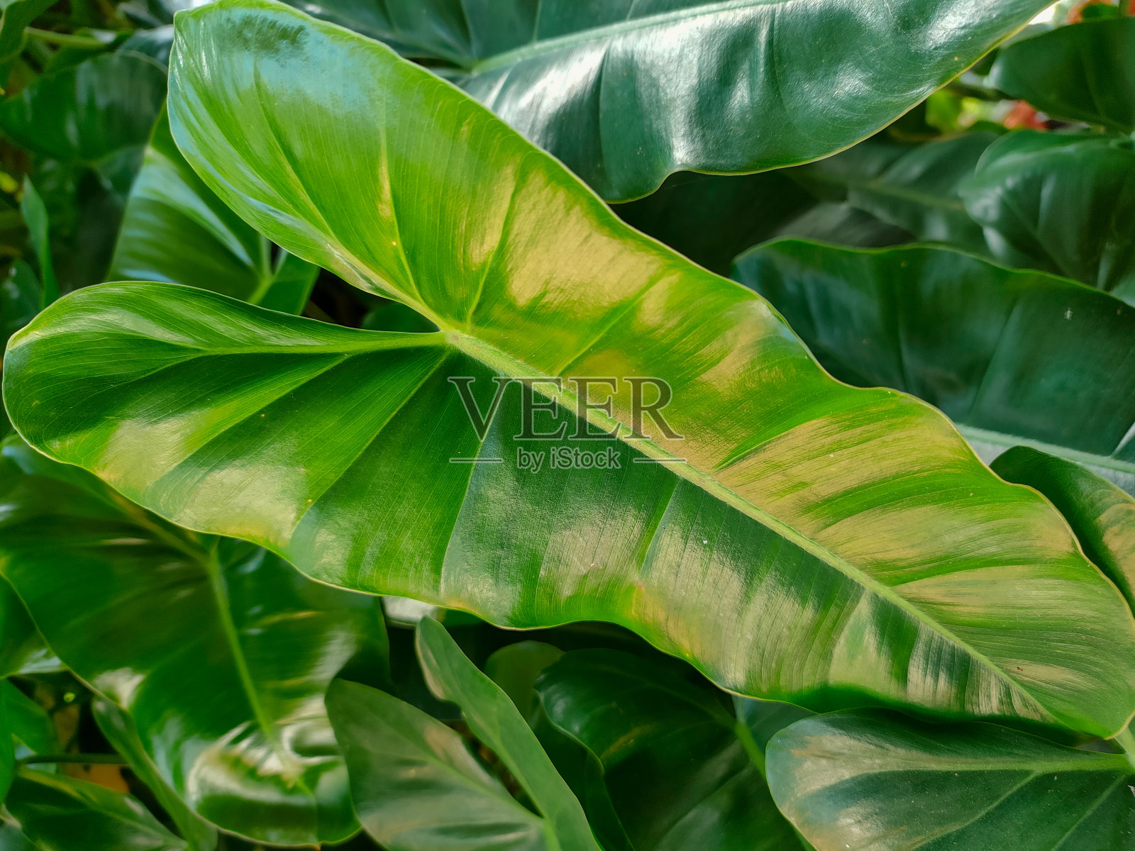 金盏花是一种大而有光泽的叶子的观赏植物。菲罗丹冬的叶子细长，叶子中间清晰。照片摄影图片