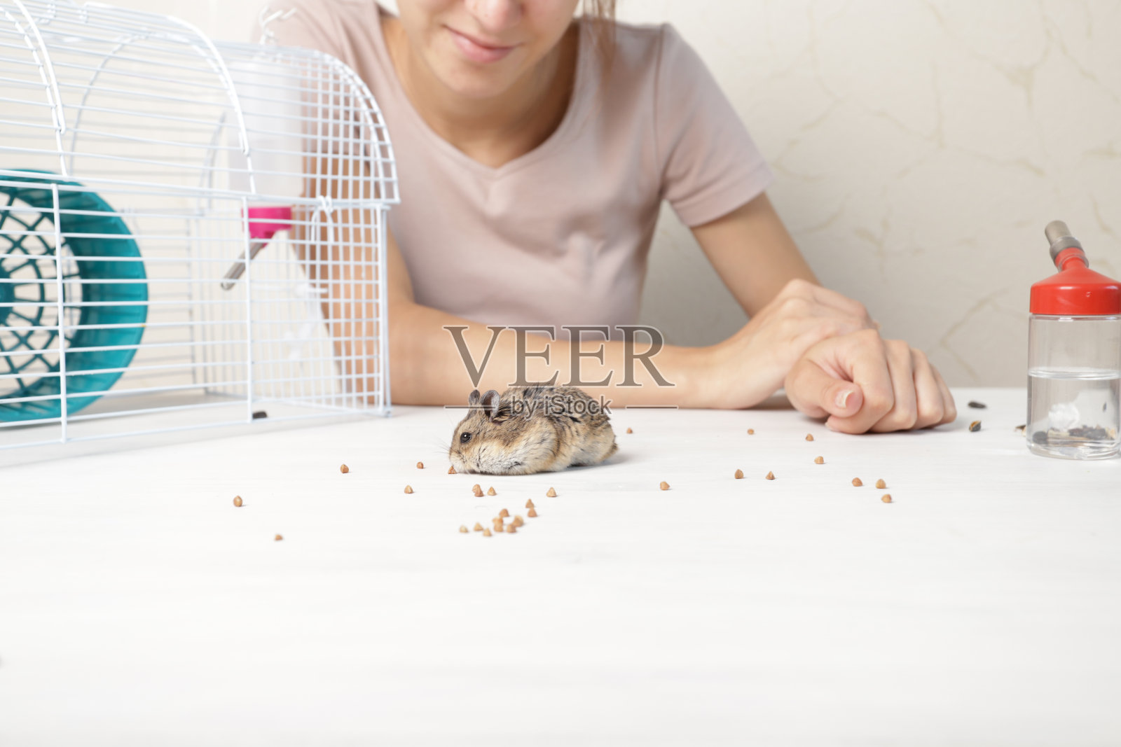 仓鼠吃啮齿动物的食物，毛茸茸的啮齿动物享受营养，家养宠物玩耍，小心喂养。照片摄影图片