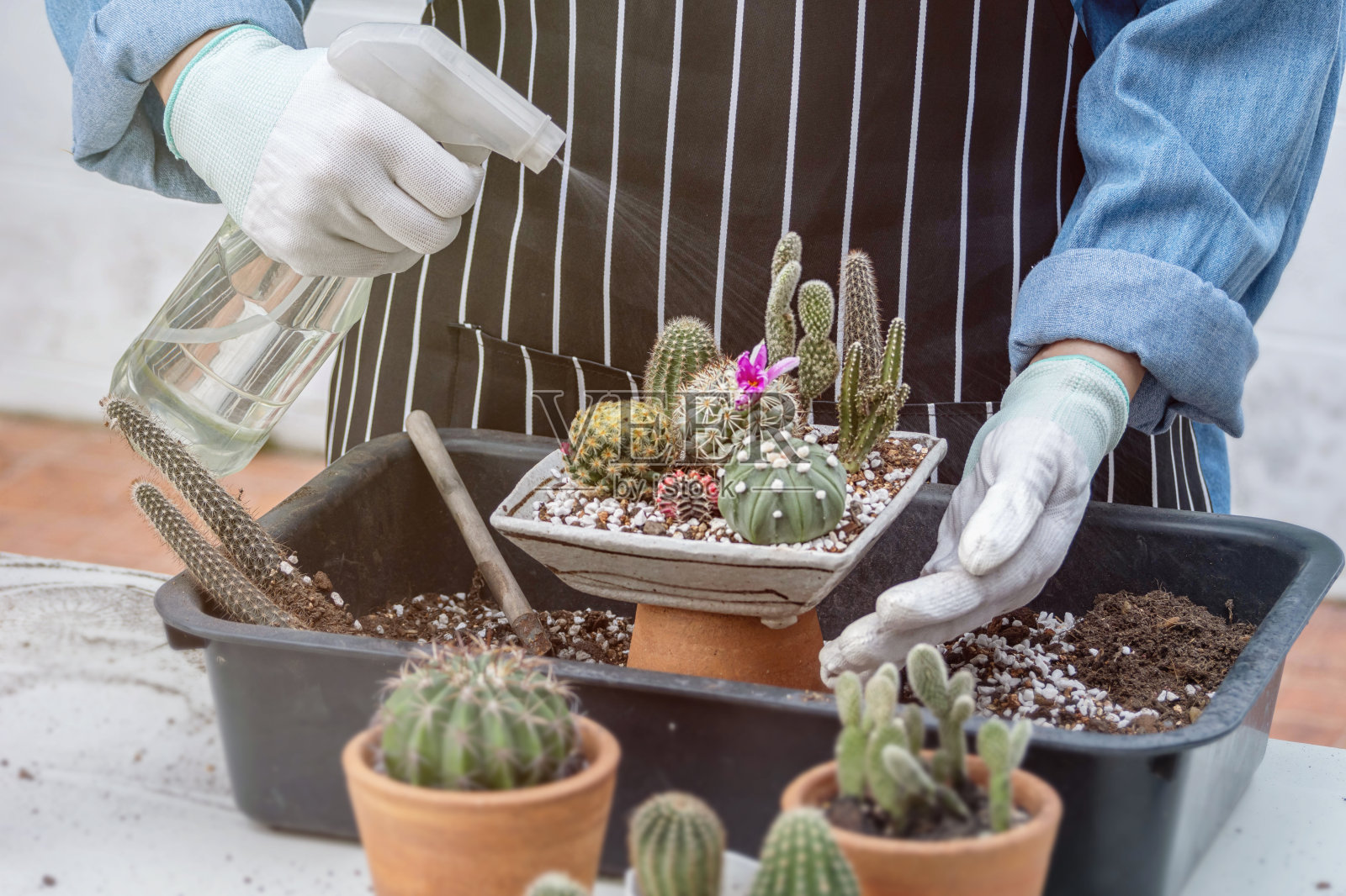 匿名者享受仙人掌托盘花园安排种植的爱好，在家庭园艺中把土放在盆里和喷水照片摄影图片
