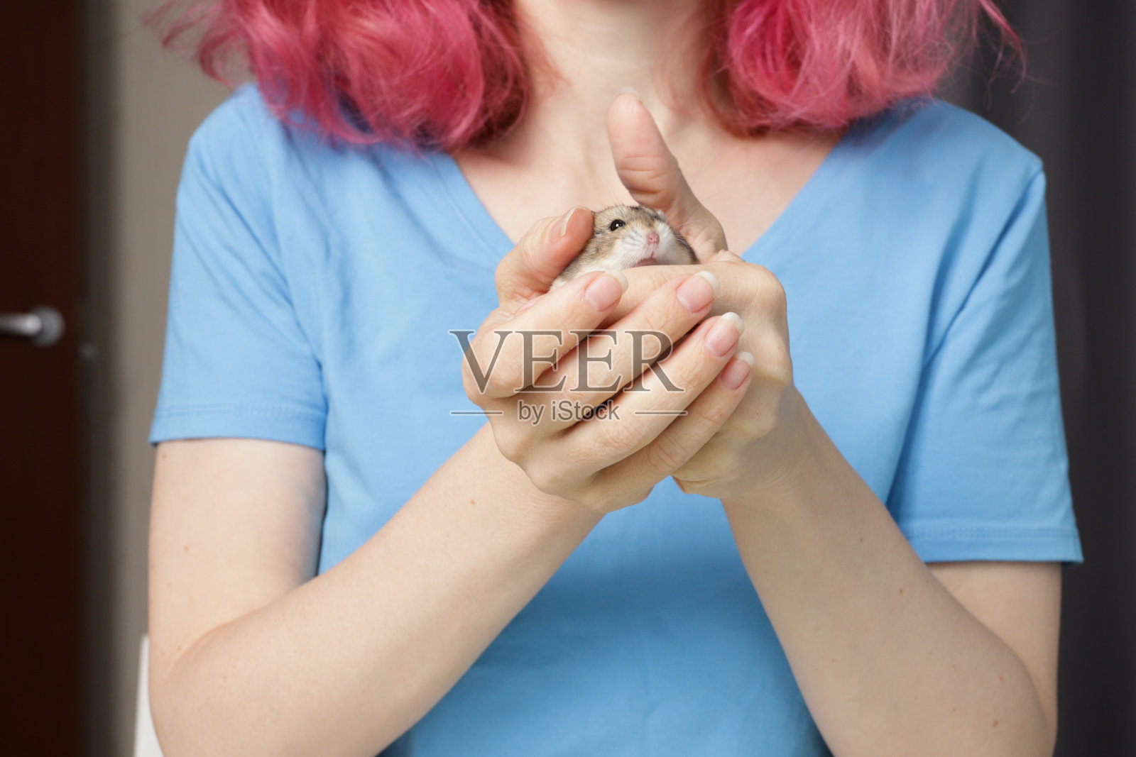 可爱的仓鼠在手里，饥饿的哺乳动物在吃，谷物和种子营养。照片摄影图片