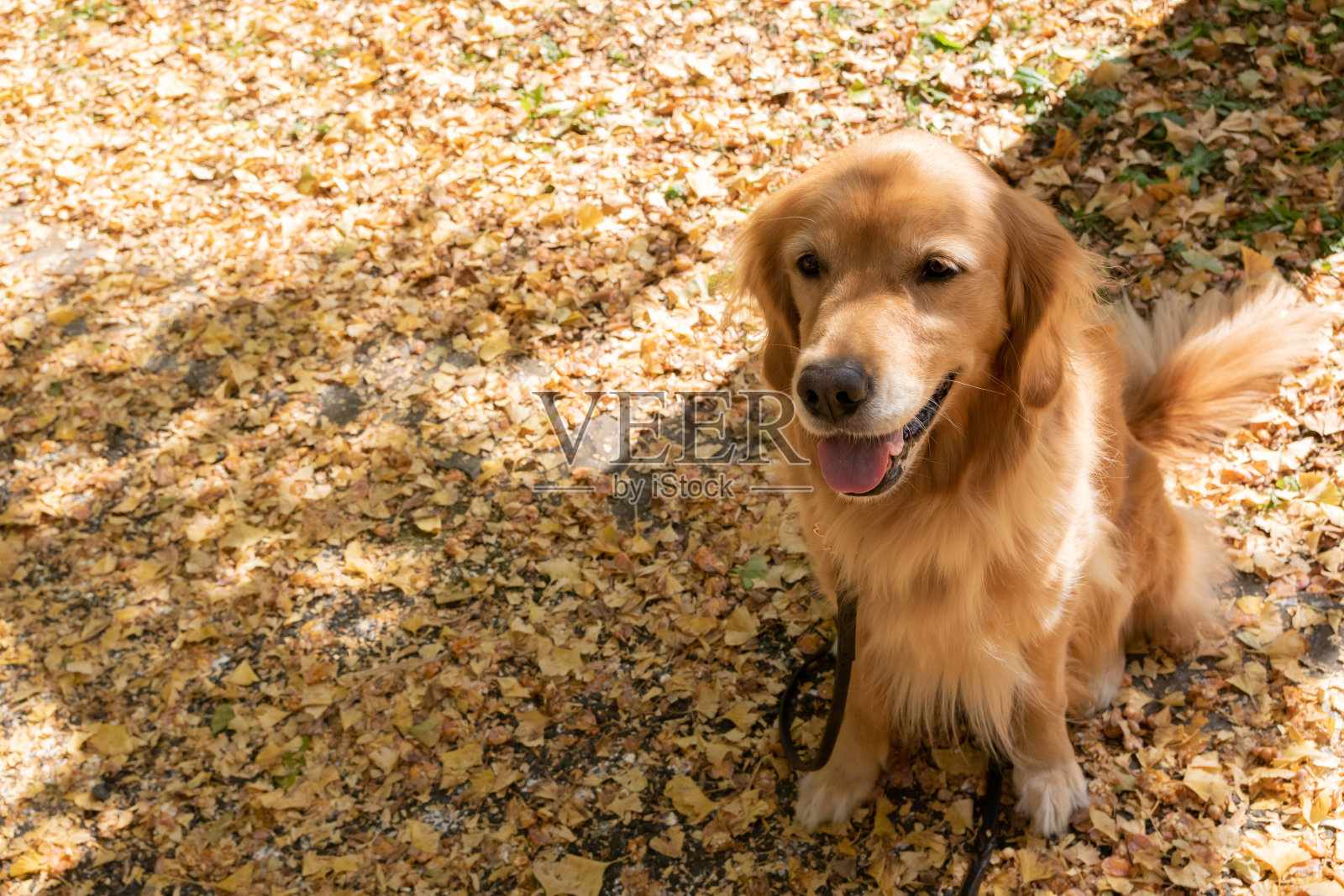 等待主人的金毛猎犬照片摄影图片