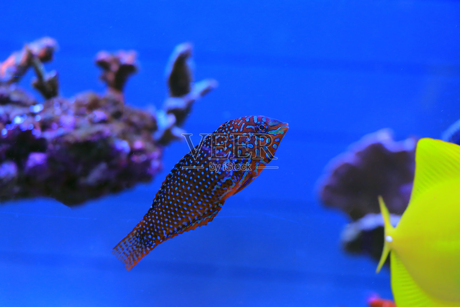 花豹濑鱼(Macropharyngodon ornatus)照片摄影图片