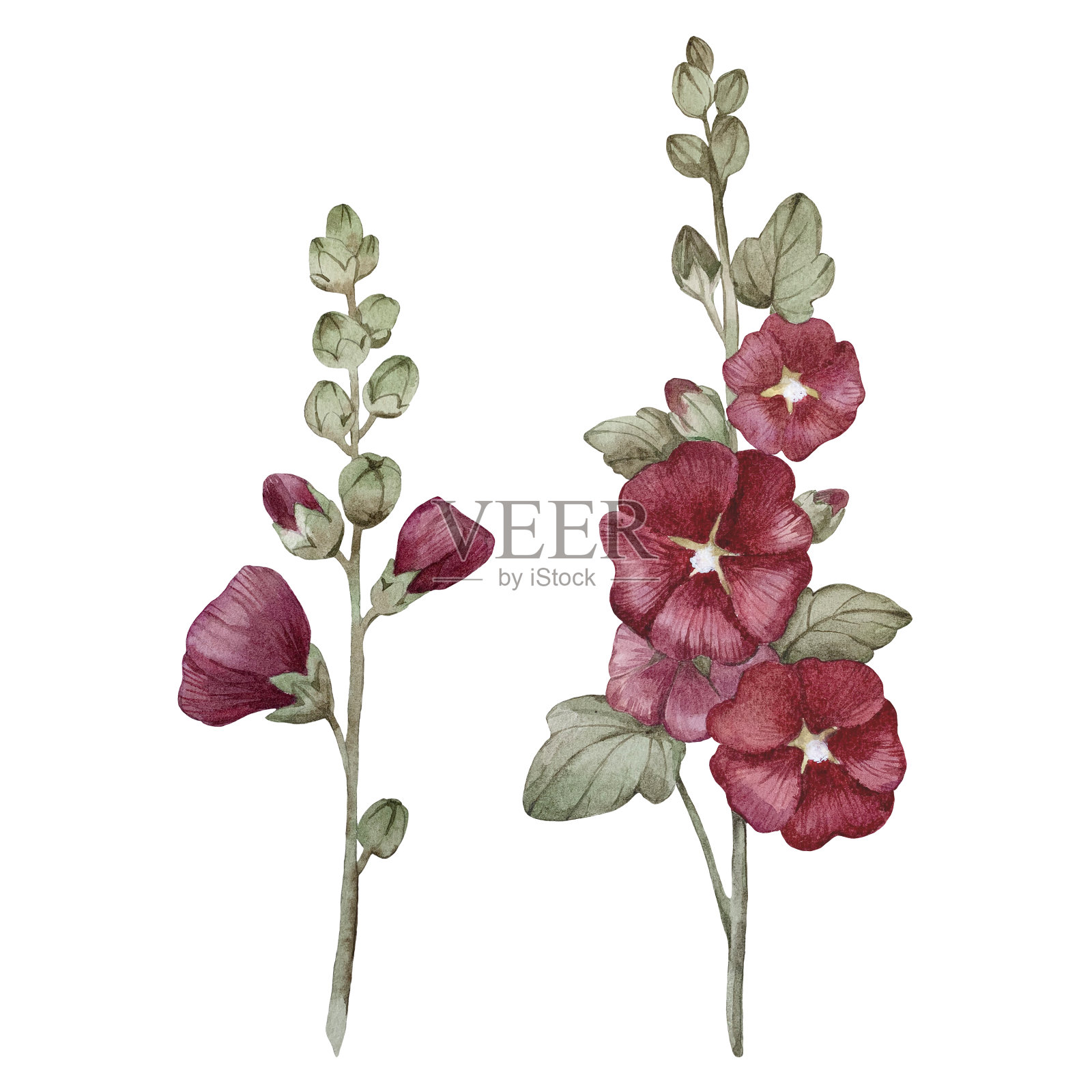 白色背景下的红色锦葵花枝水彩插画，适用于婚礼和贺卡设计插画图片素材