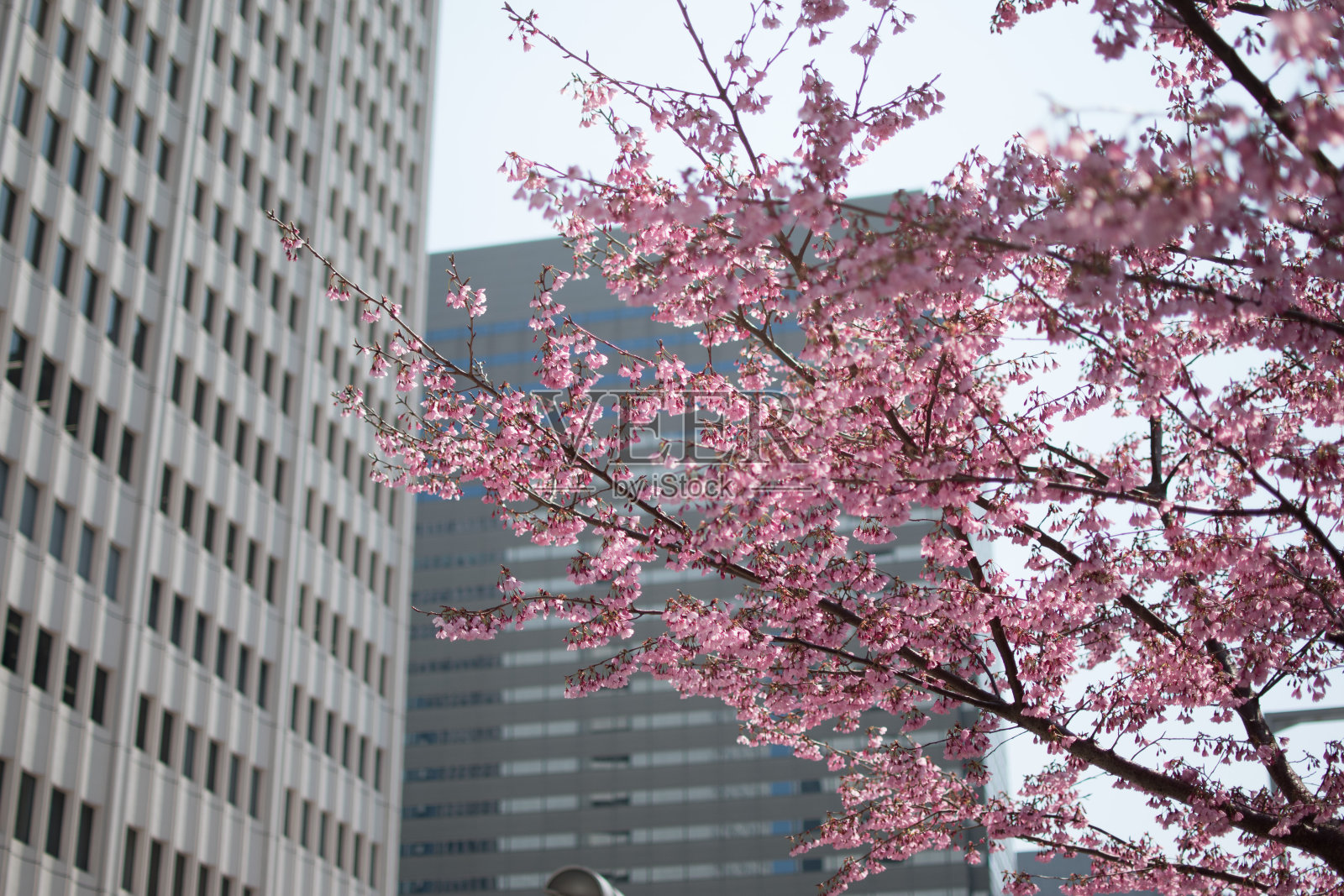 樱花对着天空的低角度视图照片摄影图片