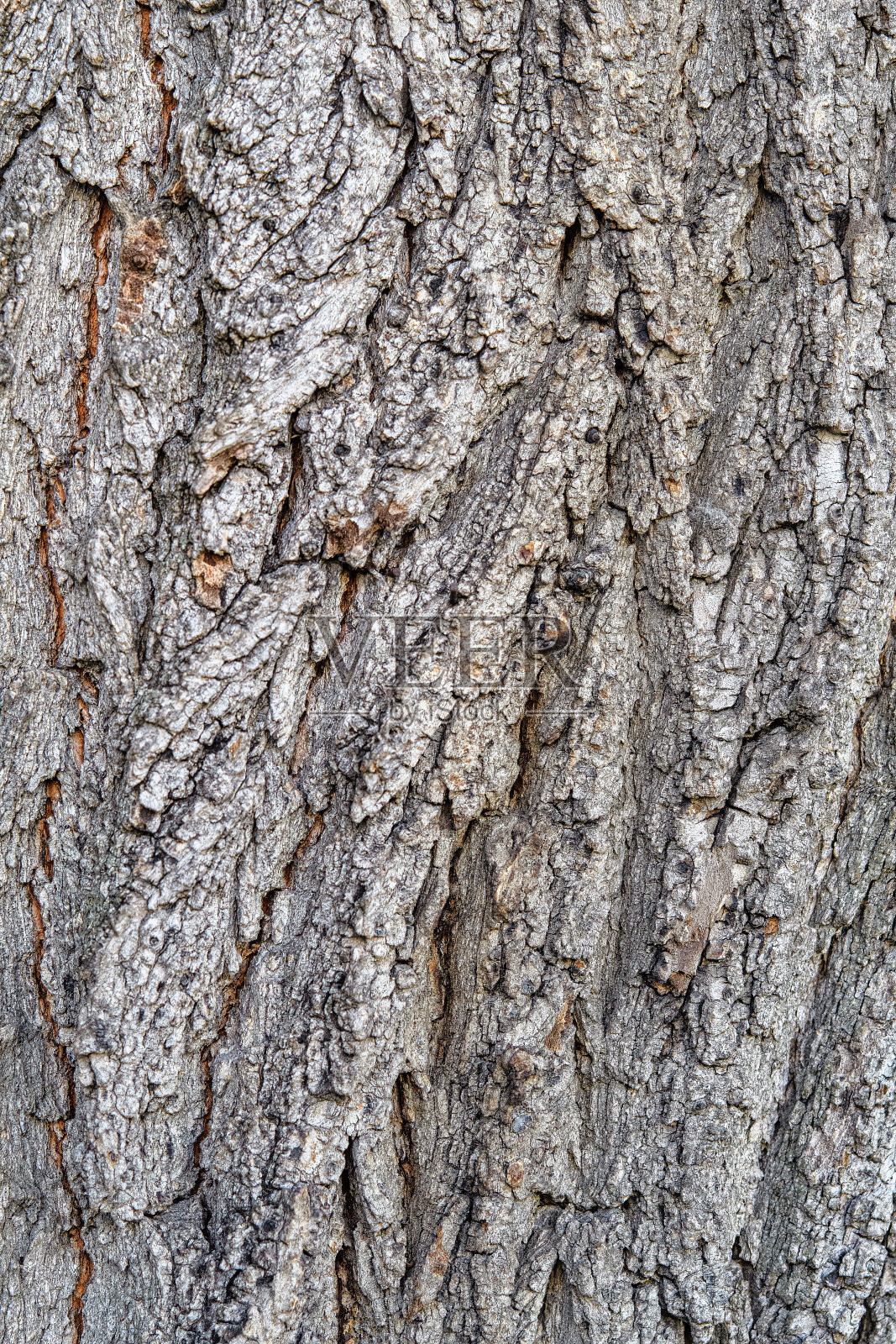树皮背景照片摄影图片