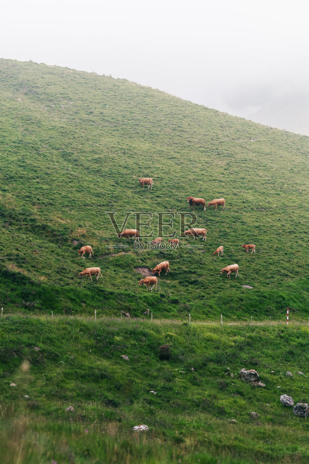 山里的牛照片摄影图片