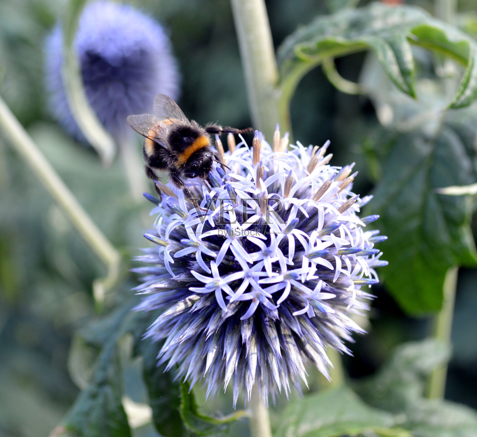 花上的大黄蜂特写照片摄影图片