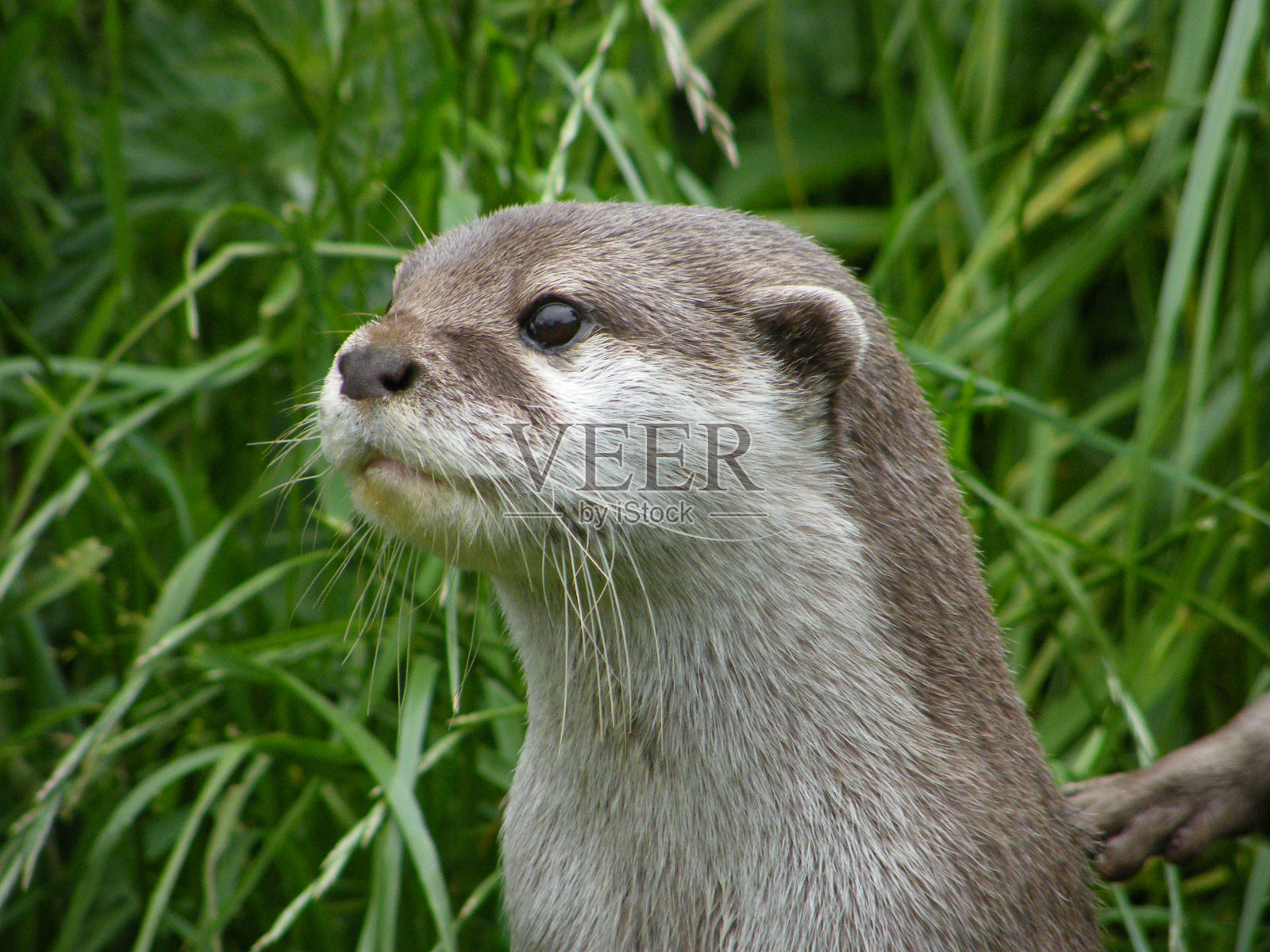 水獭特写照片摄影图片