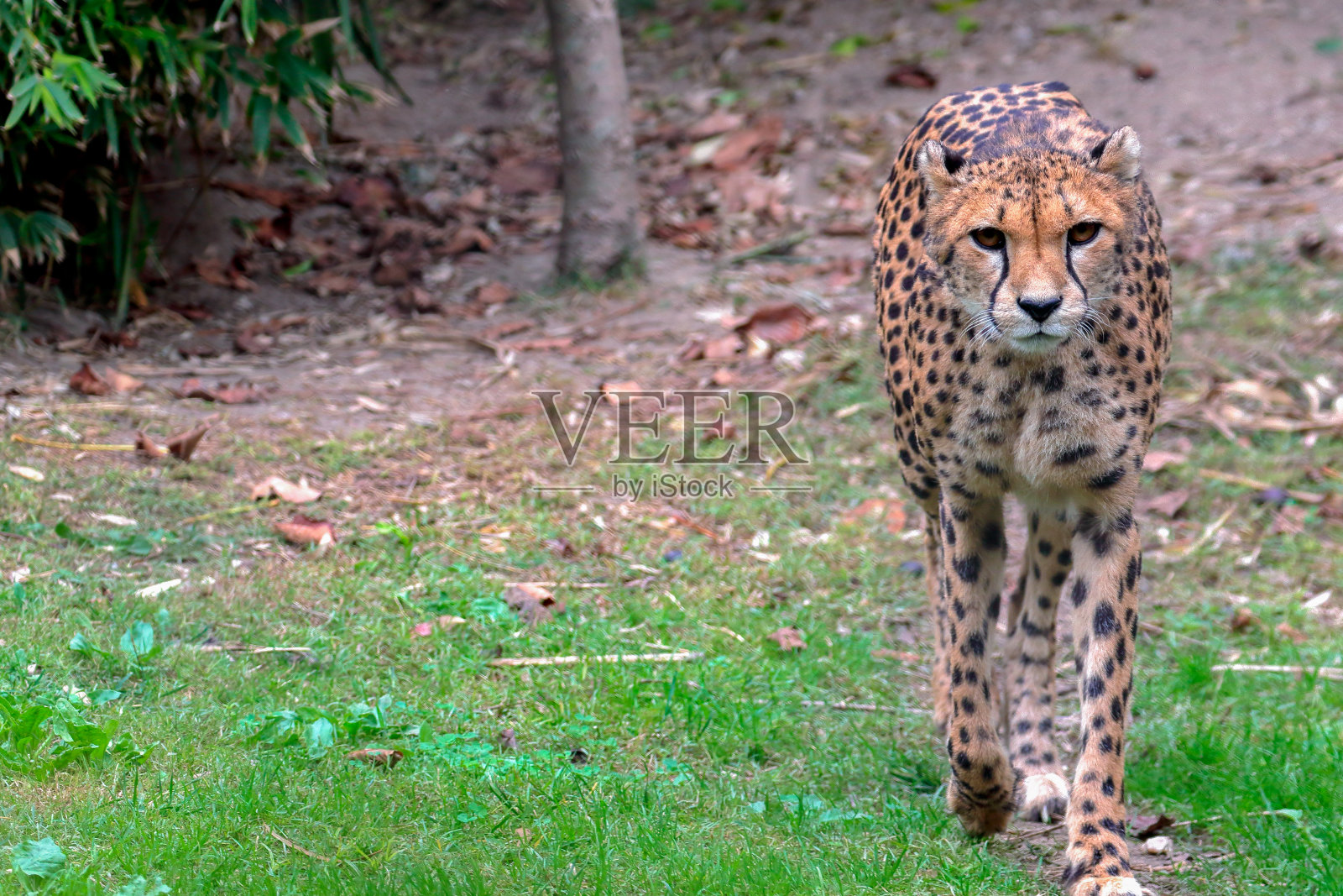 猎豹在草地上行走的肖像照片摄影图片