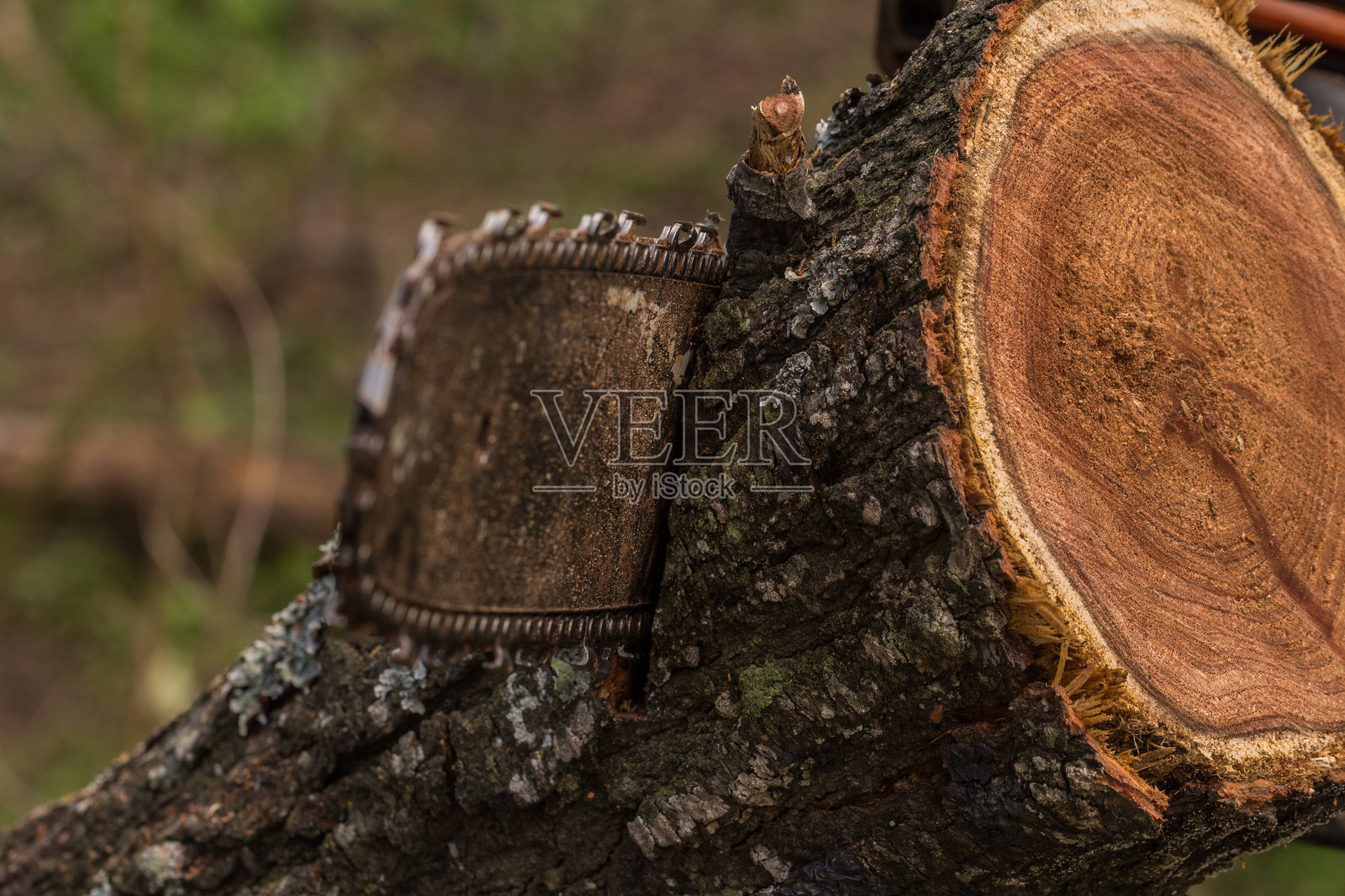 木头里的电锯特写照片摄影图片
