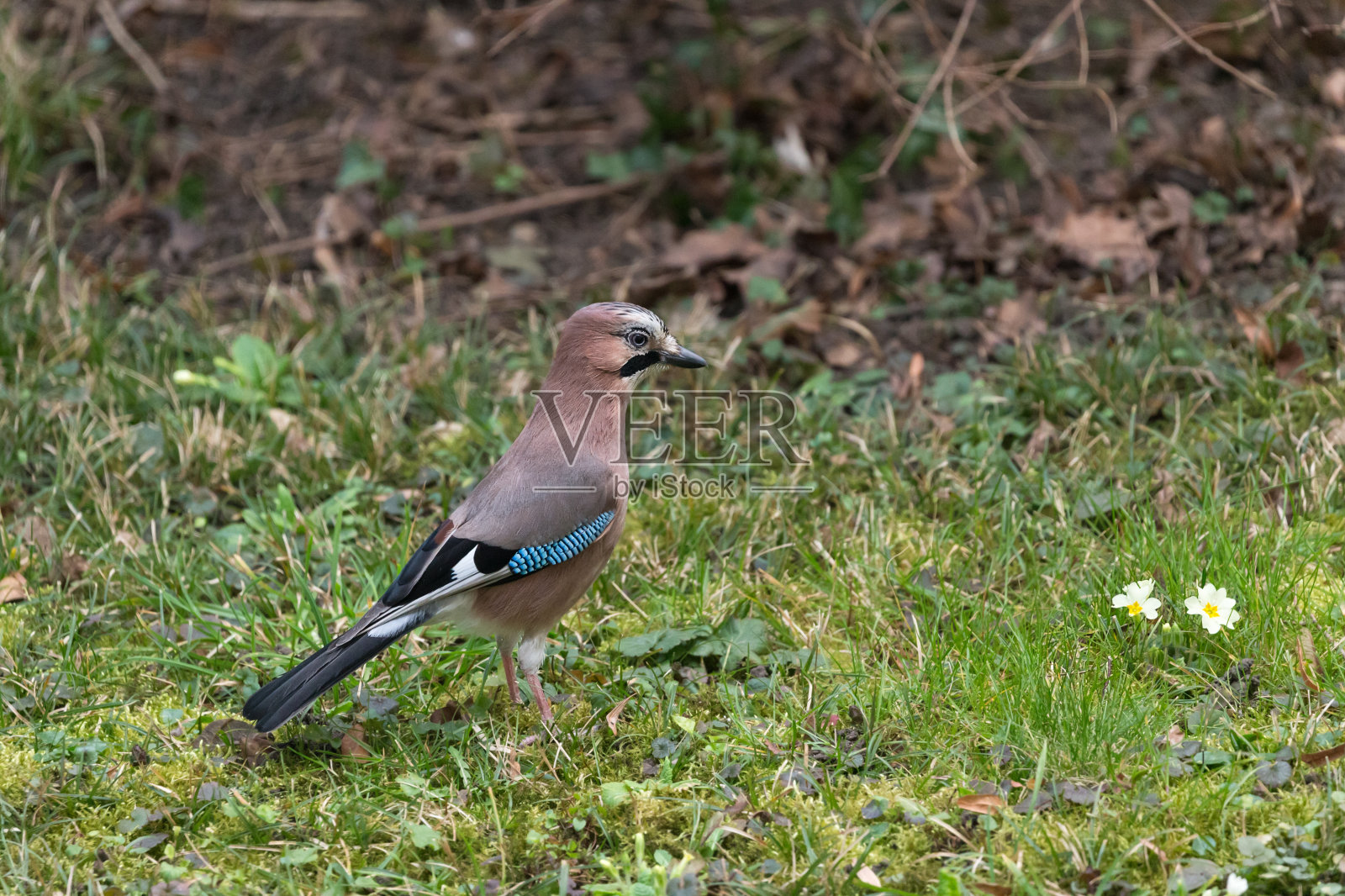 林中的欧亚松鸦(松鸦属)鸟照片摄影图片