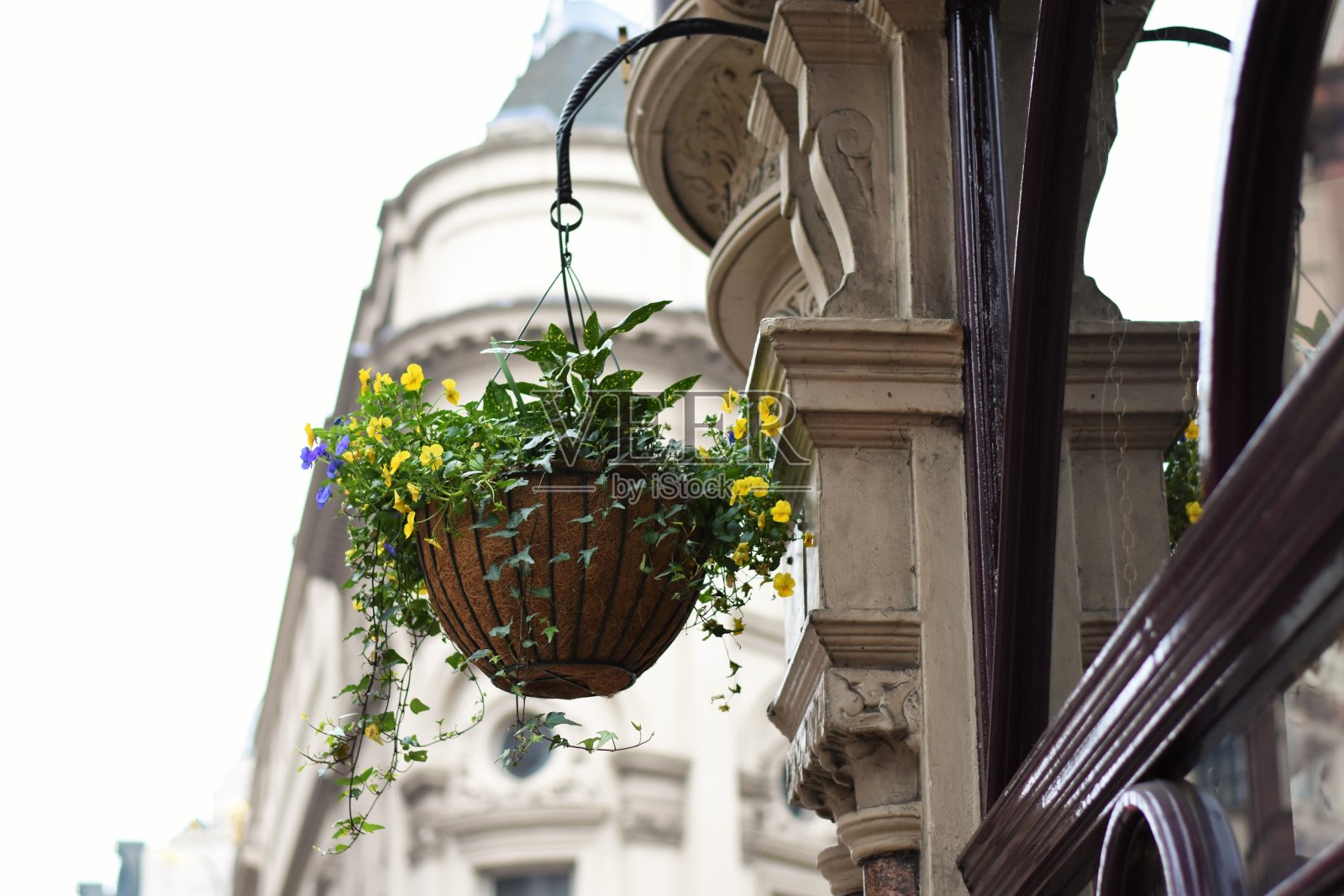 悬挂在建筑物上的盆栽植物的低角度视图照片摄影图片