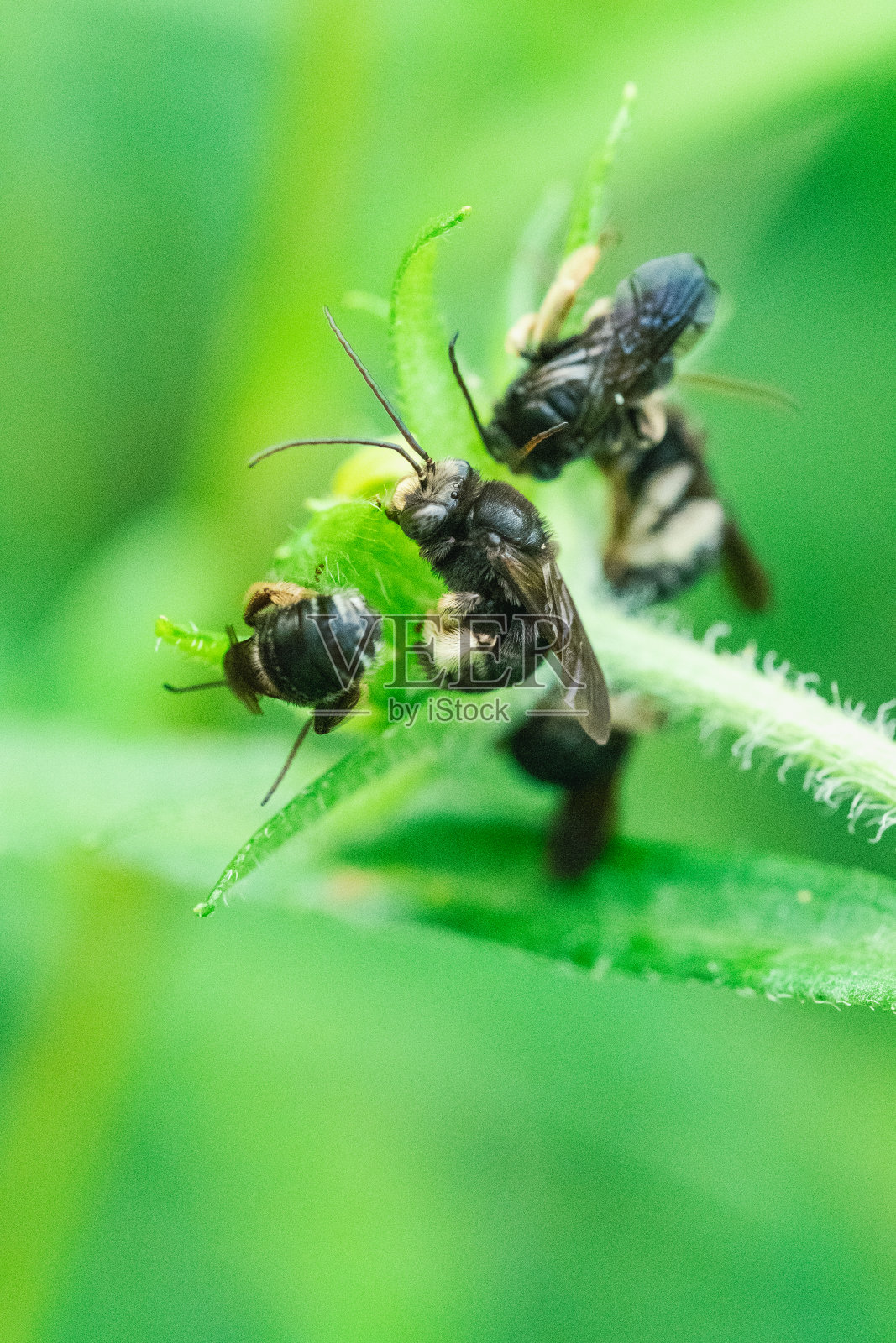 小蜜蜂在多年生植物上睡觉照片摄影图片