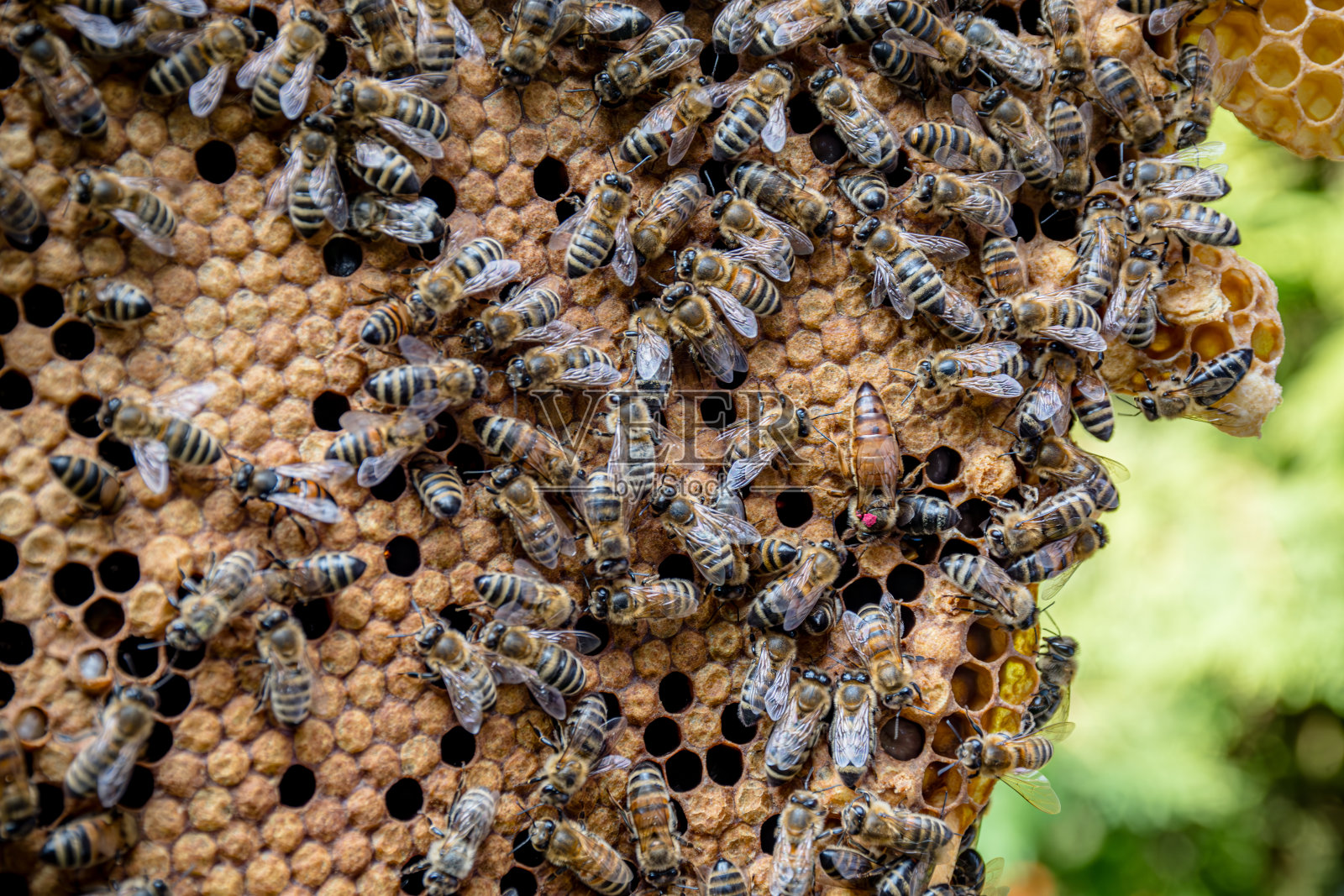 蜂房框架上有粉红色标记的蜂王详图照片摄影图片