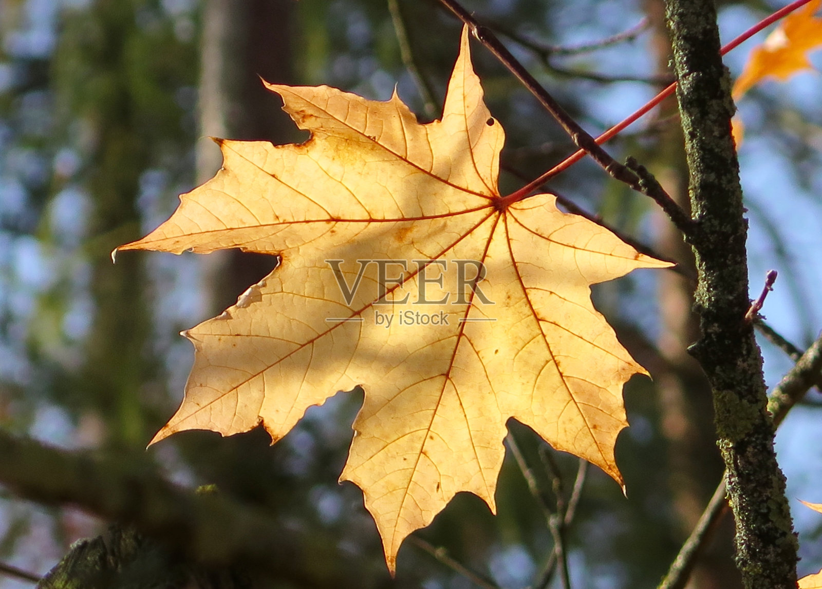 秋天的枫叶特写照片摄影图片