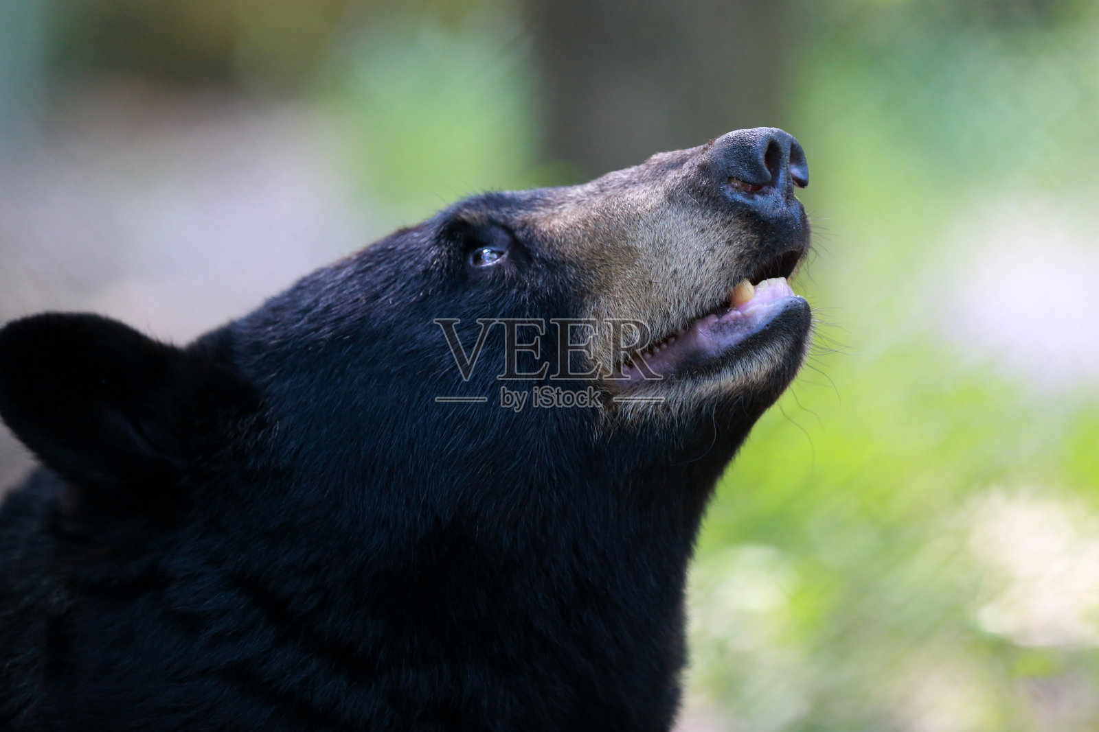 黑熊特写照片摄影图片