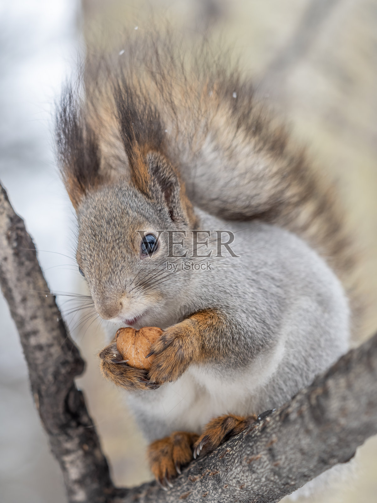 在冬天或深秋，带着坚果的松鼠栖息在树上。照片摄影图片