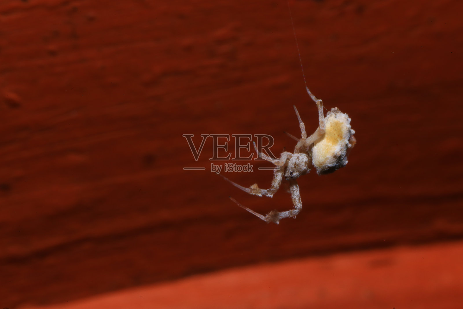 热带雨林树枝上的跳蜘蛛照片摄影图片