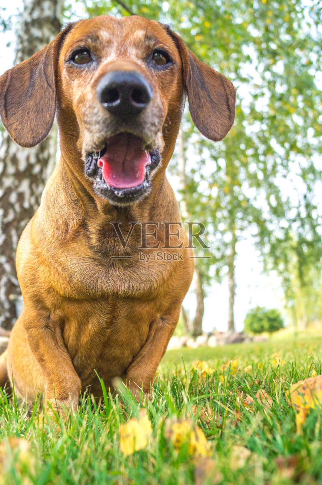 棕色腊肠犬在公园里享受夏天照片摄影图片
