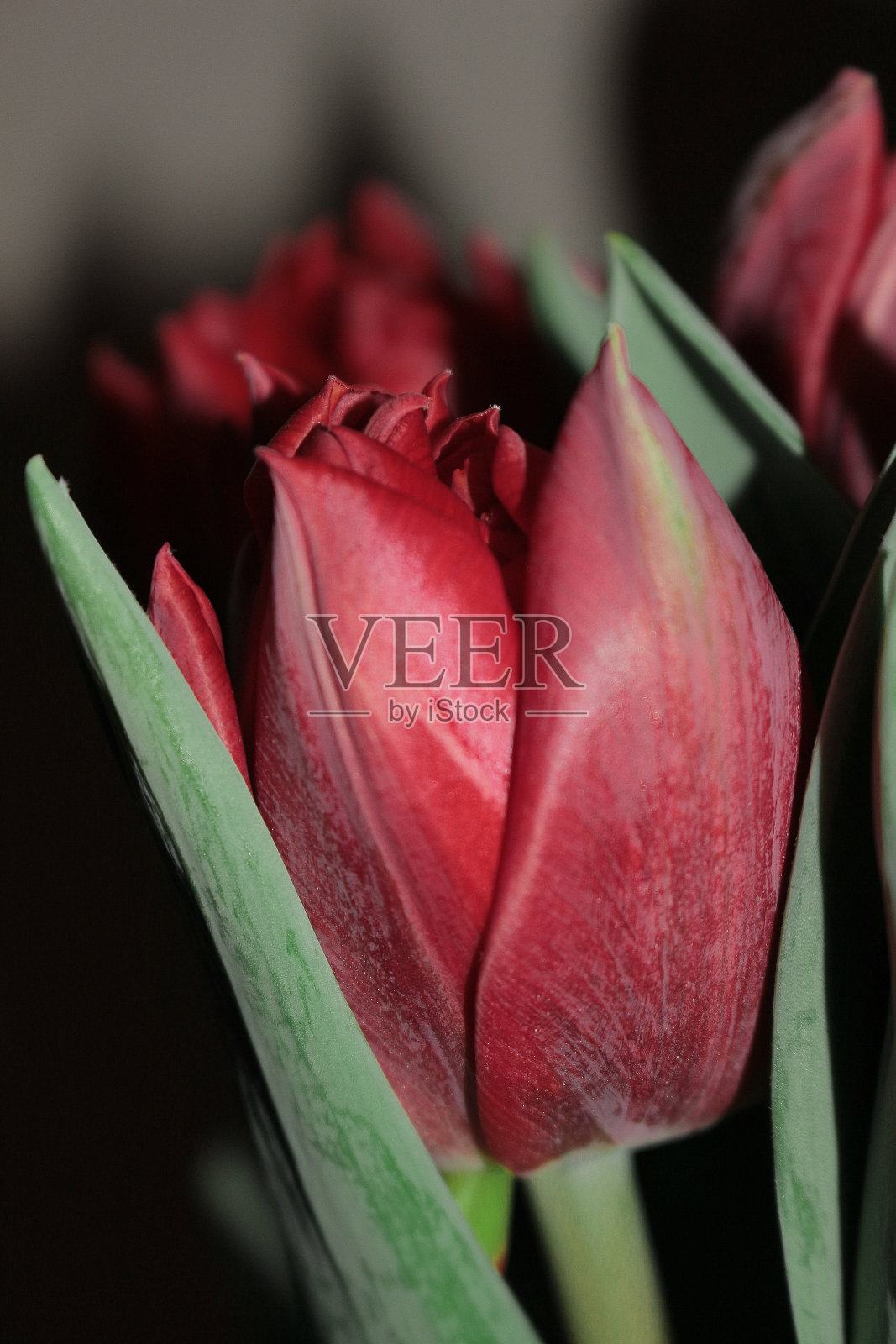 美丽明亮的郁金香在家里的特写，textkra从郁金香照片摄影图片