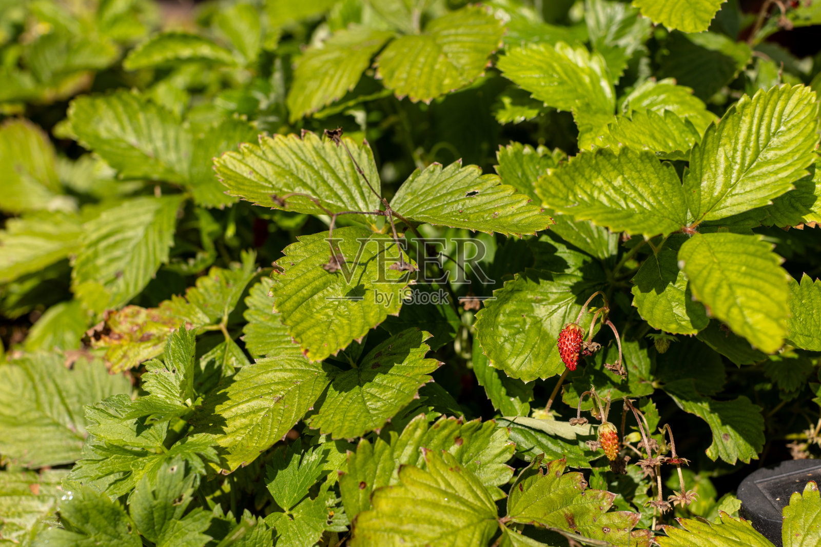 有成熟浆果的野生草莓丛照片摄影图片