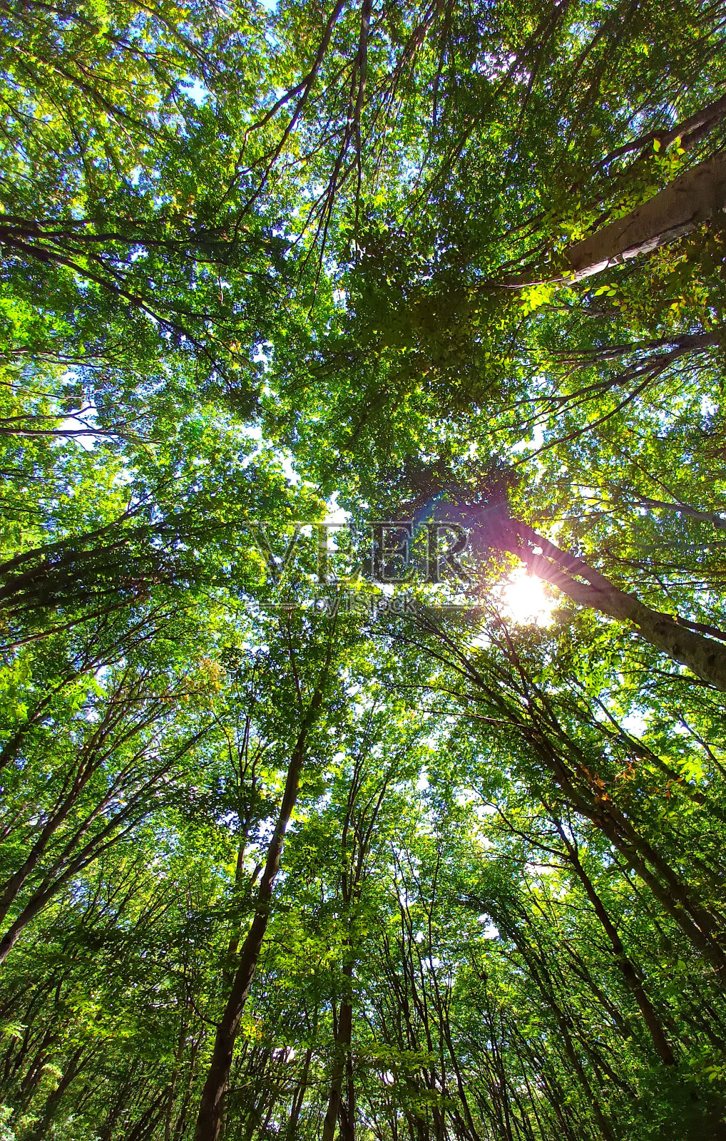 从下面看森林中的树木，绿色的树顶，蓝色的天空背景照片摄影图片