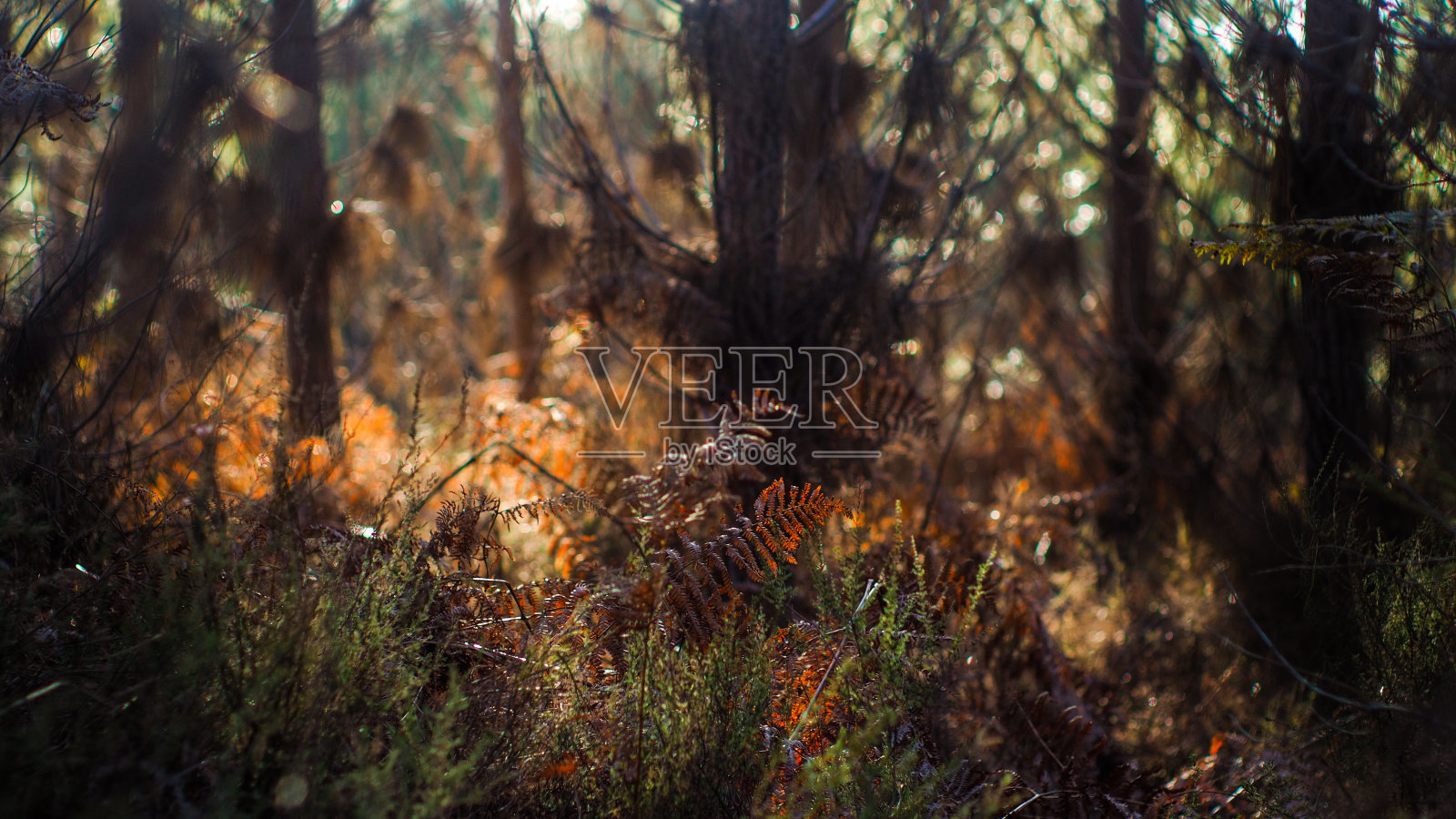 野猪和野猪都是野蛮人照片摄影图片