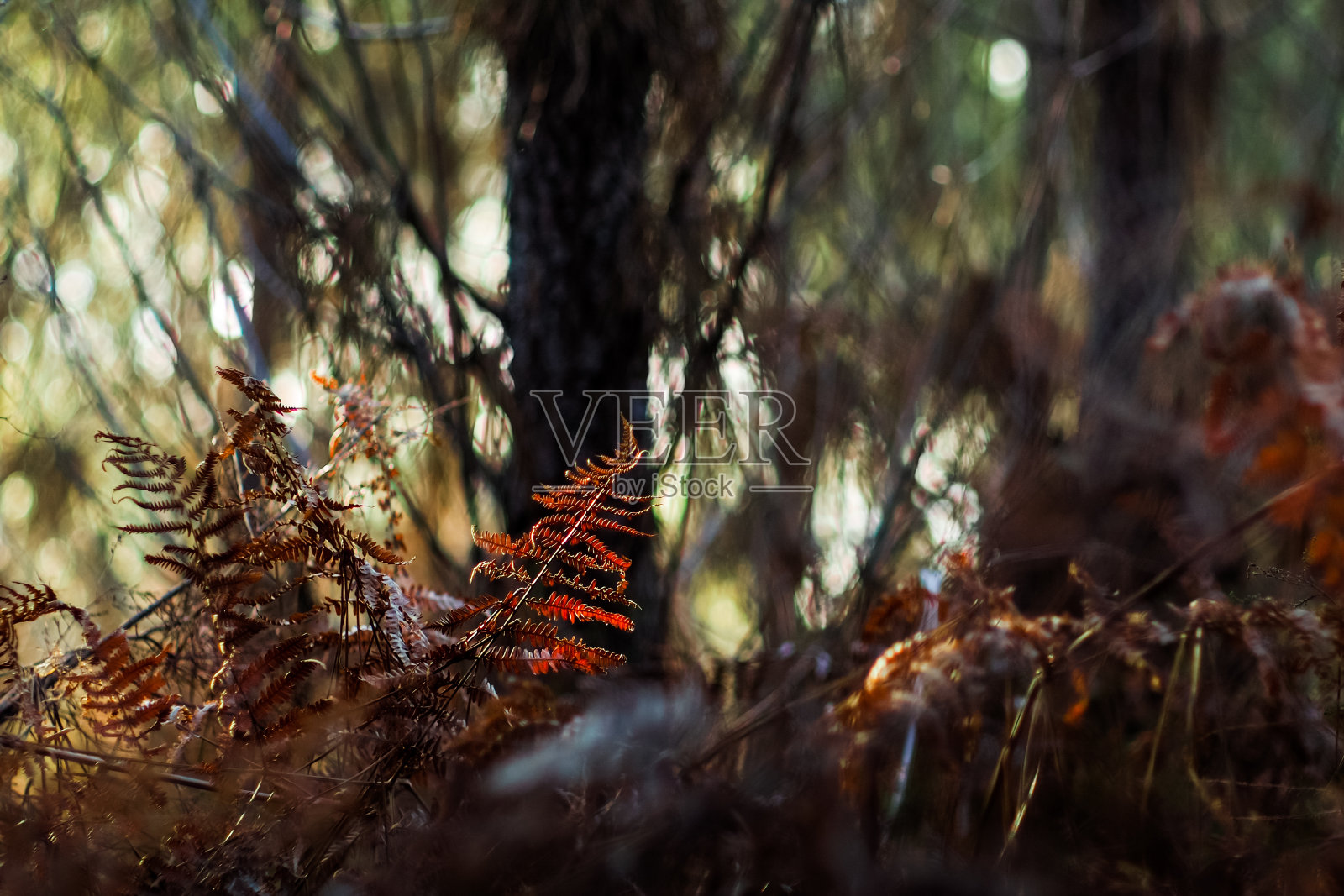 野猪和野猪都是野蛮人照片摄影图片