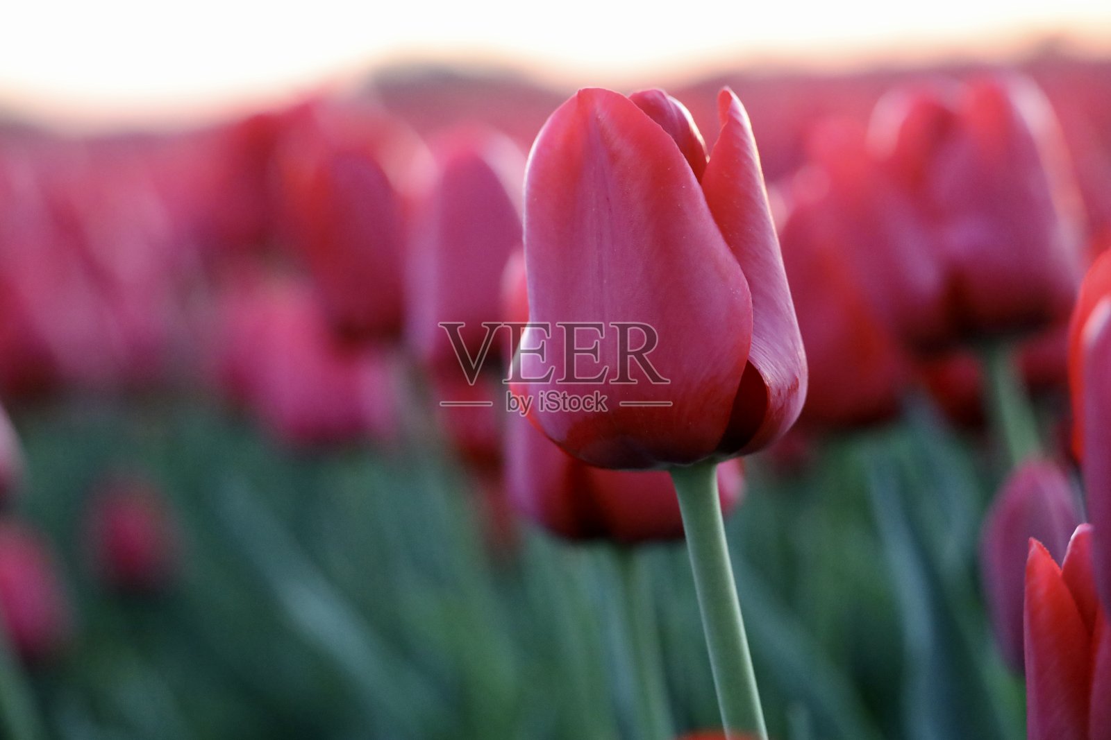 郁金香照片摄影图片