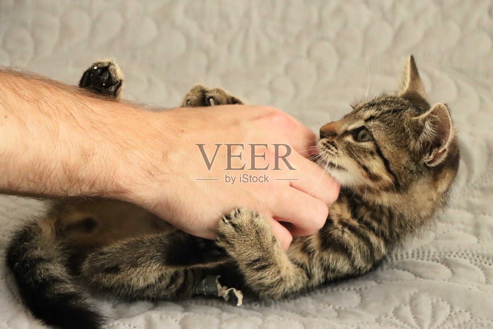 虎斑玩照片摄影图片