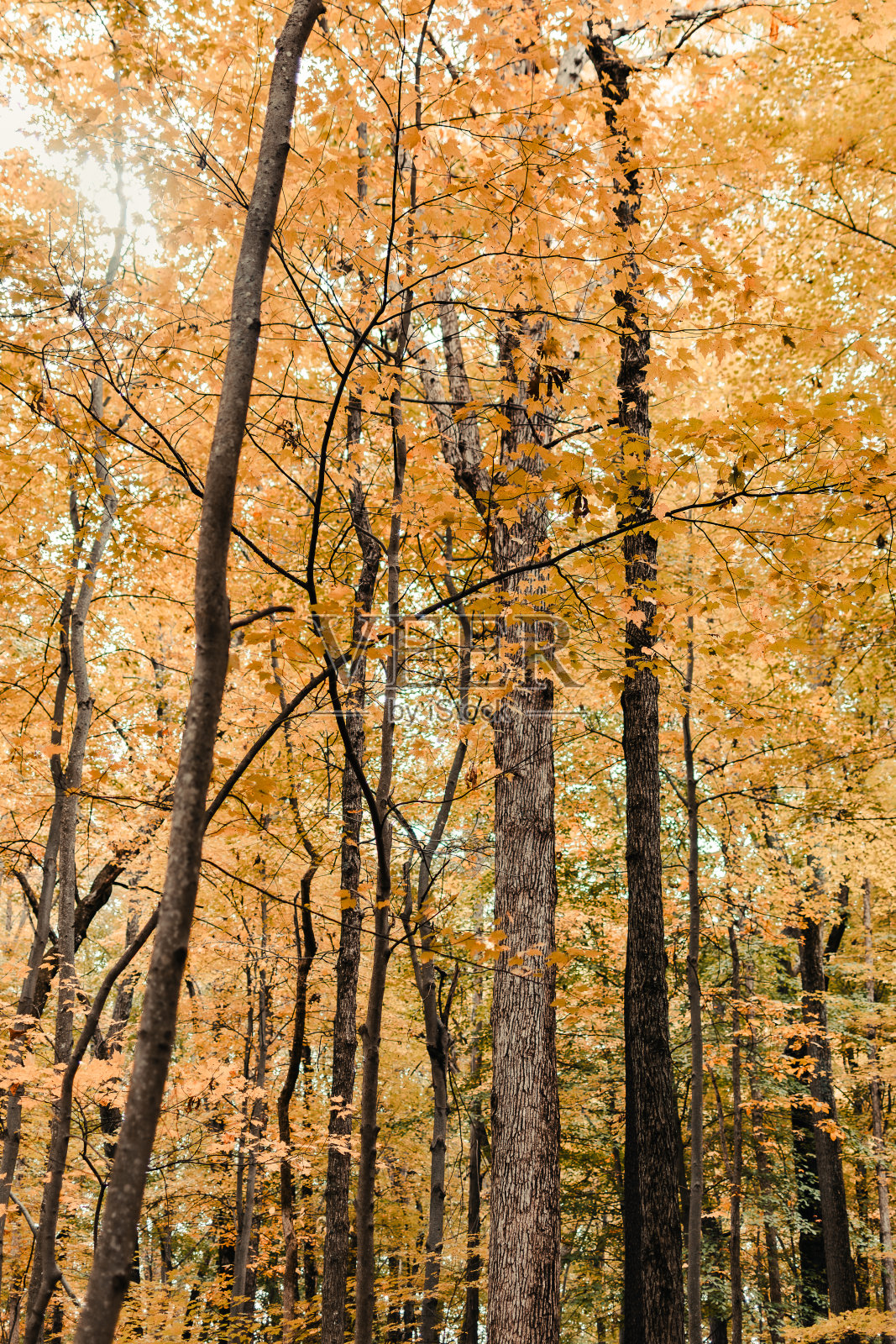黄色的叶子照片摄影图片