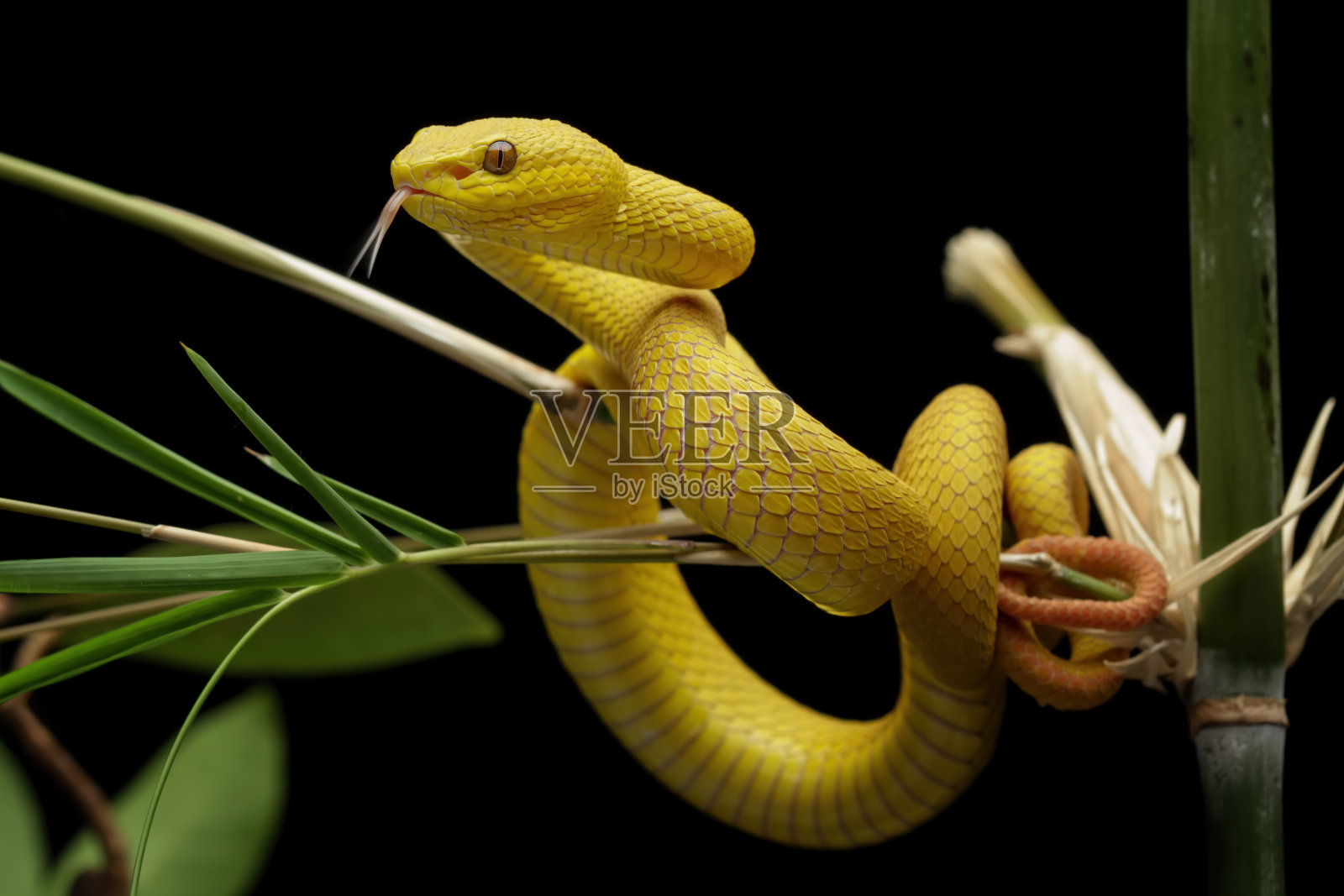 在黑色背景上孤立的黄色白唇蝮蛇照片摄影图片