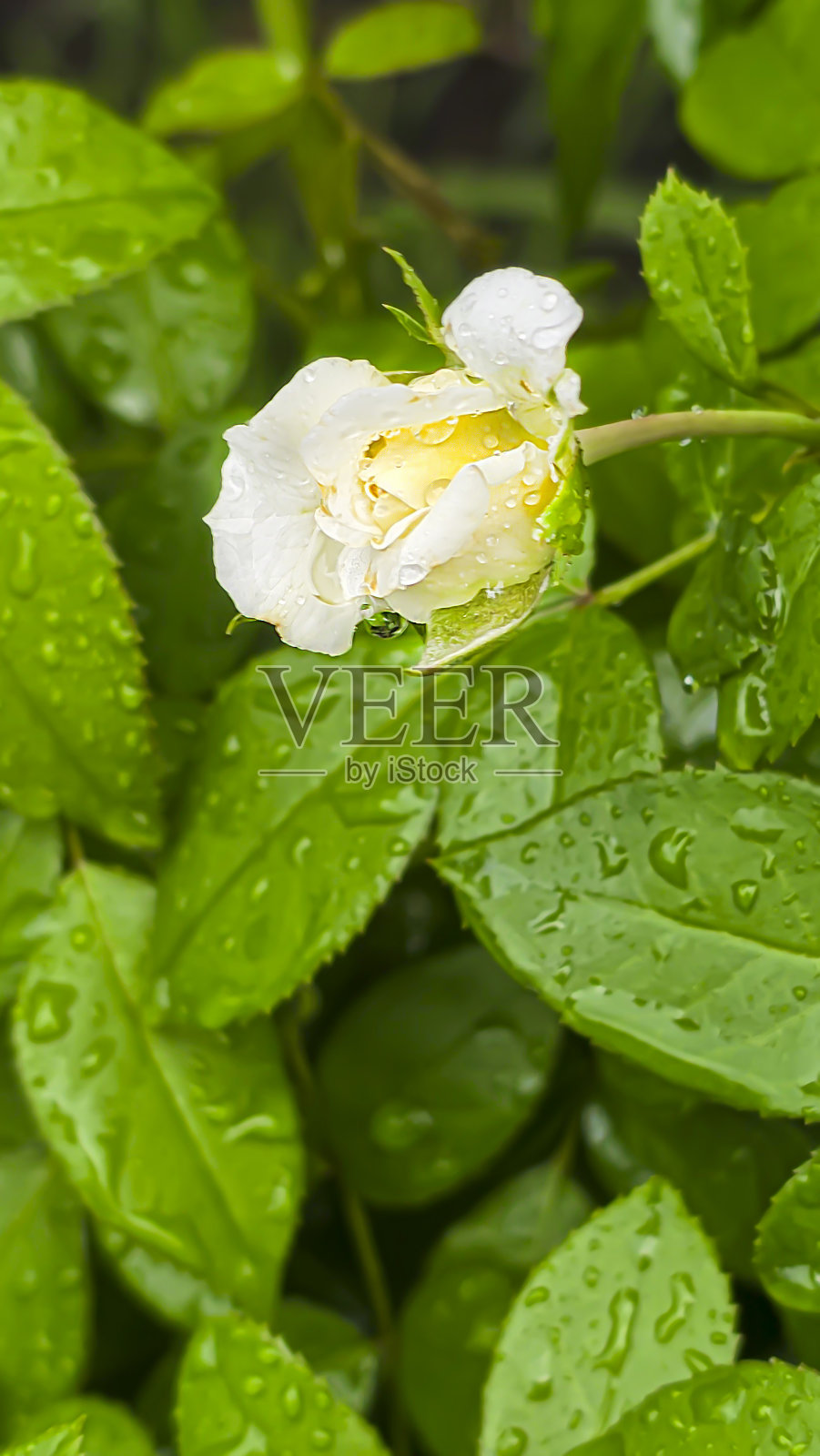夏日的大雨。湿滴落在树枝上。湿的植物照片摄影图片