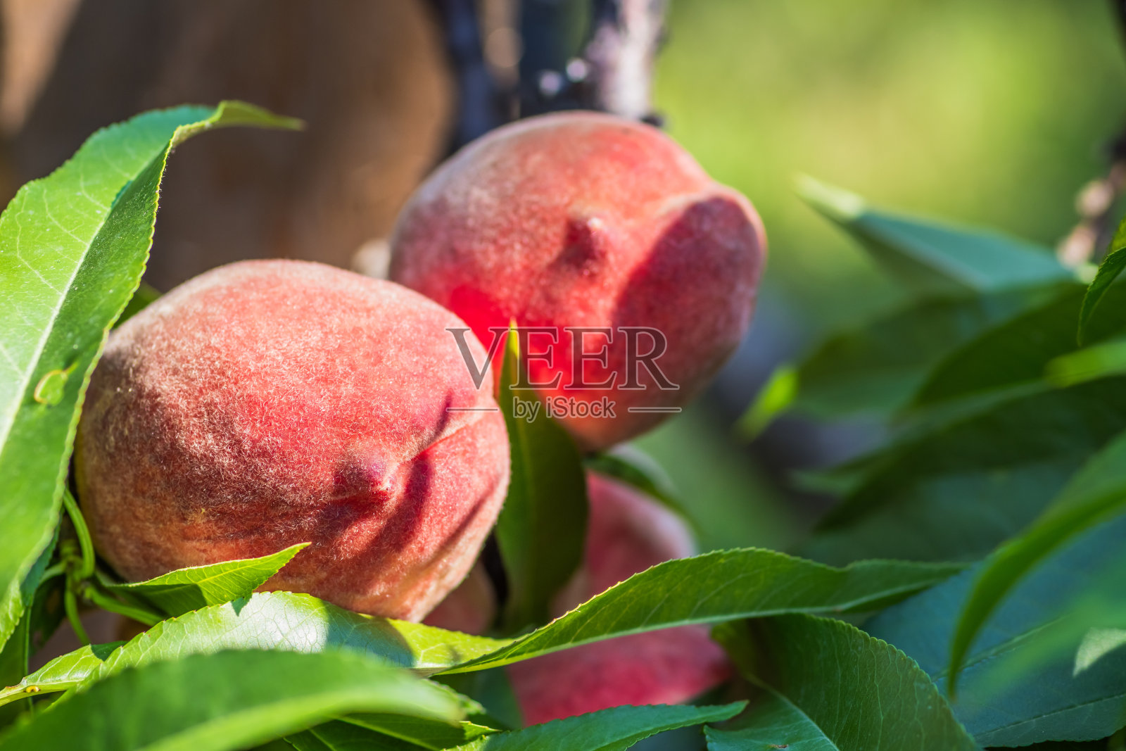 在郁郁葱葱的果园里，多汁的桃子挂在阳光普照的树枝上，散发着新鲜的气息照片摄影图片