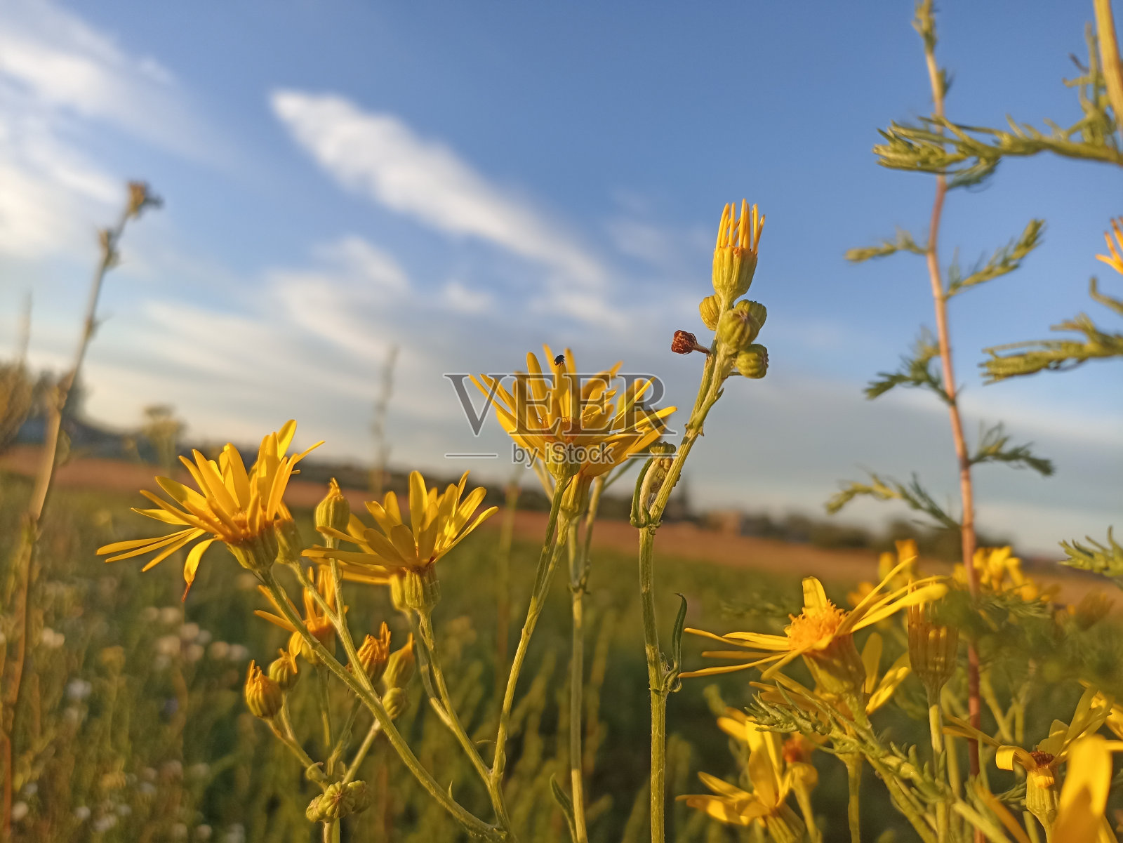 豚草，普通豚草，臭威利，三色豚草，本草，圣詹姆斯草，臭保姆，蠢蛋，威利，刺葛草，狗标准，烂草，结巴草照片摄影图片
