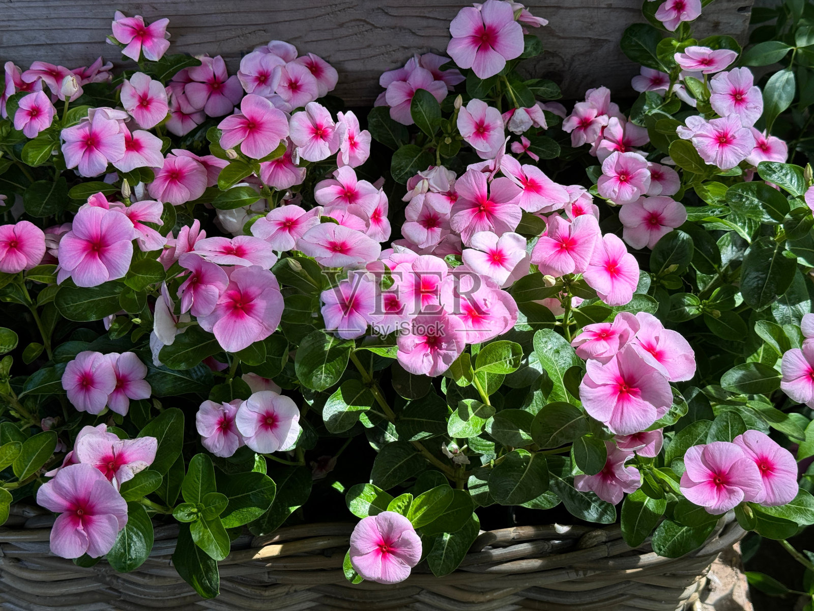 长春花玫瑰长春花，马达加斯加长春花，长春花粉色观赏花照片摄影图片