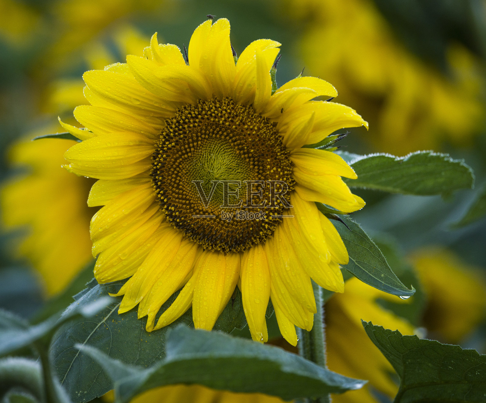 向日葵照片摄影图片