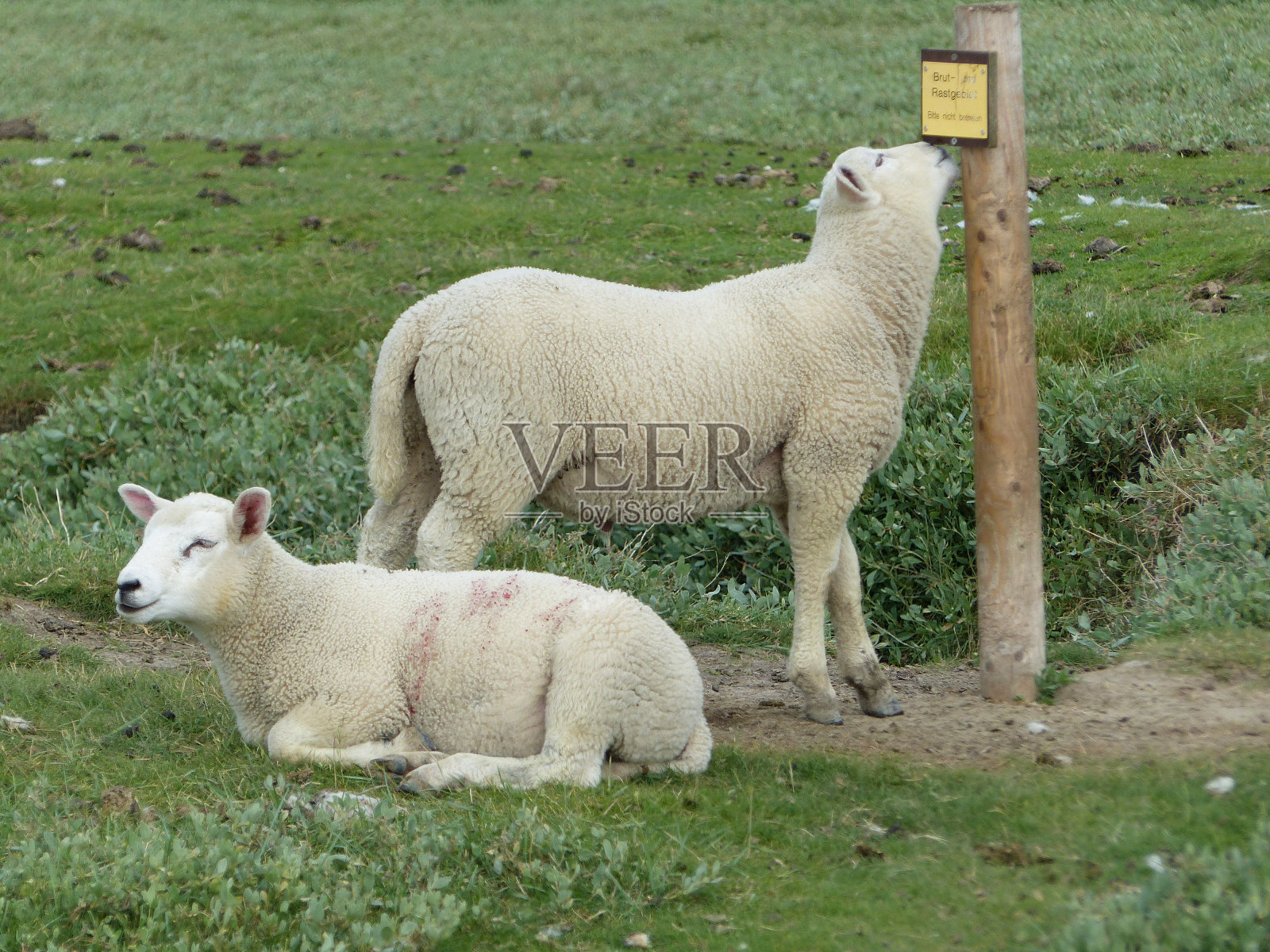 Dyk羊照片摄影图片