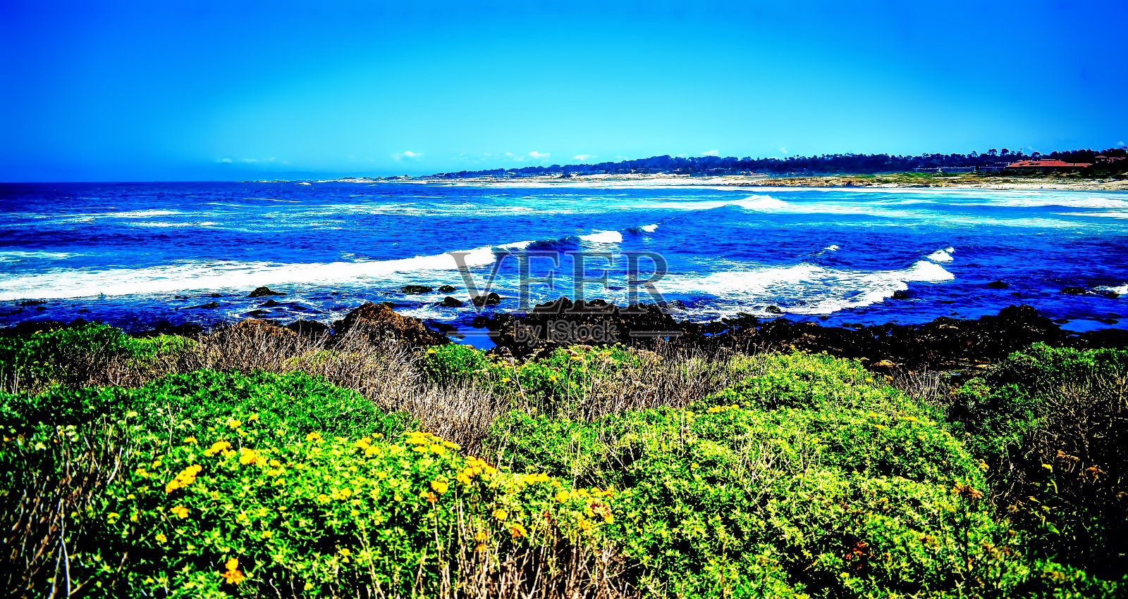 海边的野花照片摄影图片