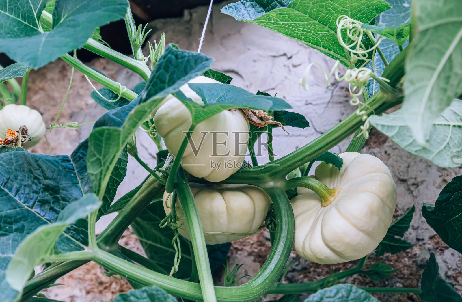 一串迷你的白色南瓜葫芦照片摄影图片