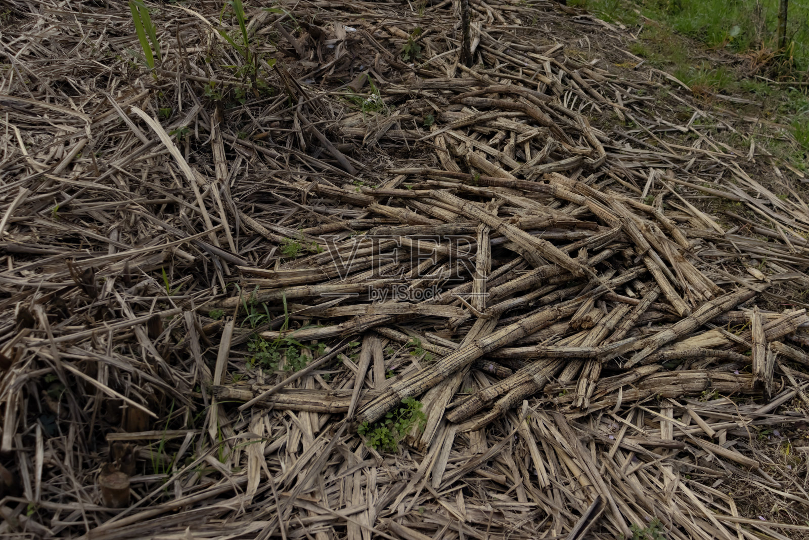 有机废物的再用照片摄影图片