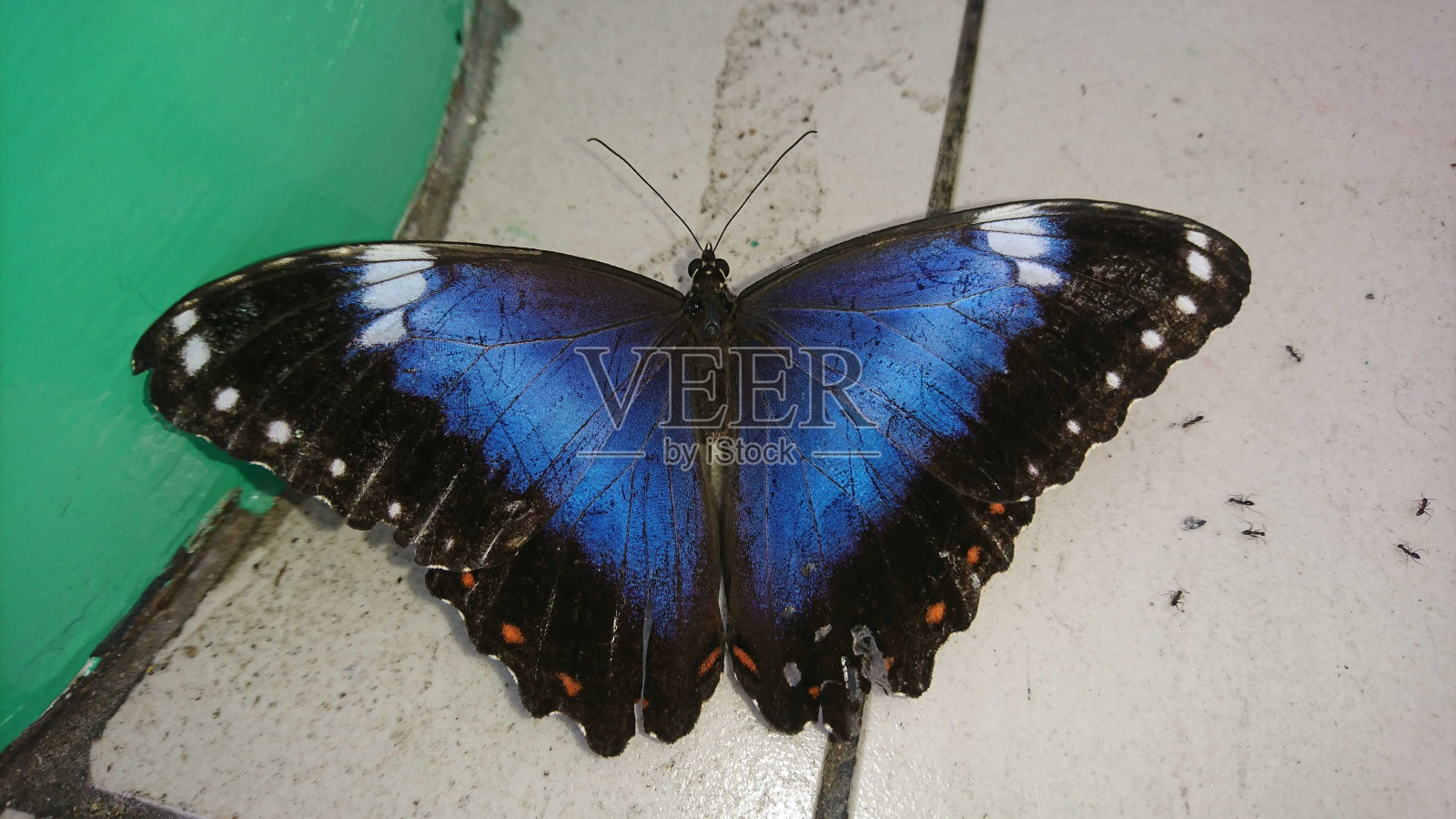 美丽的蓝蝴蝶照片摄影图片