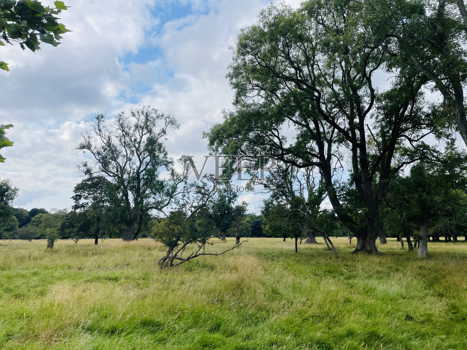 公园里的针叶植物照片摄影图片