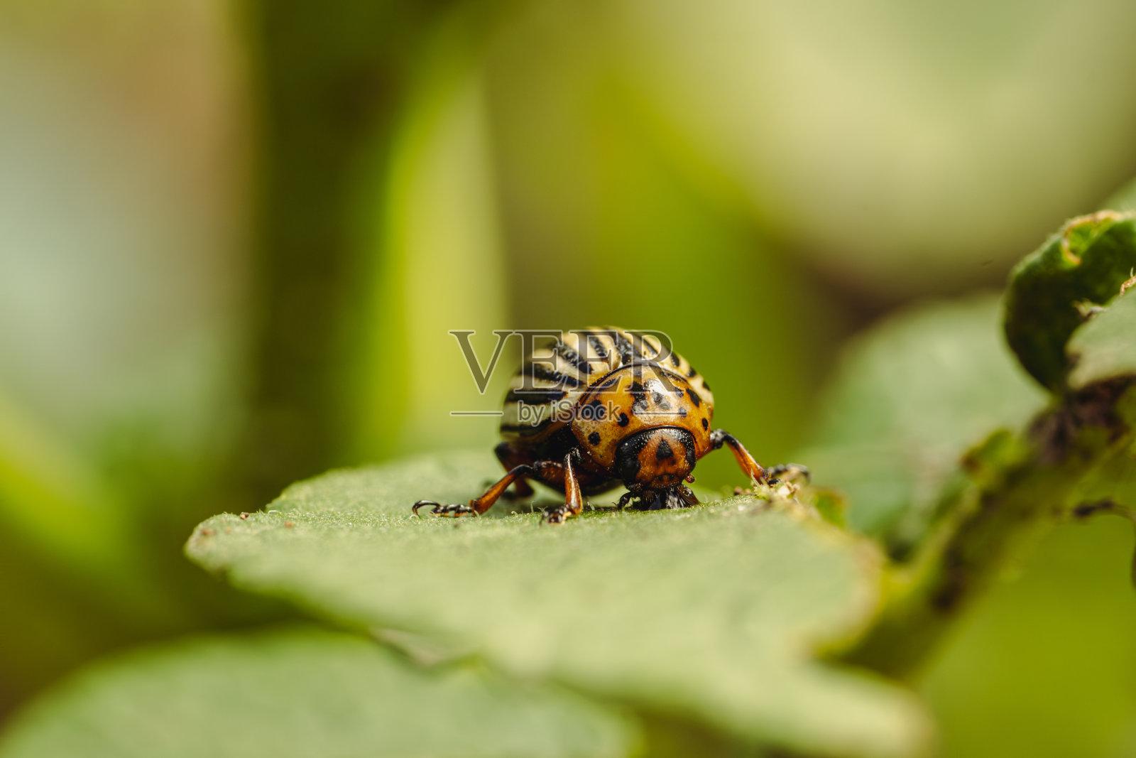 绿叶上的科罗拉多马铃薯甲虫照片摄影图片