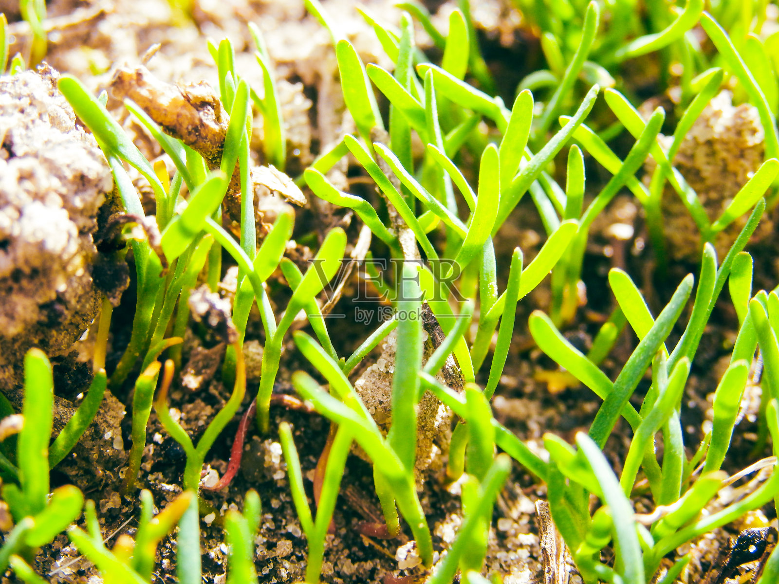 春天草坪上的第一个嫩绿的草芽。特写镜头。照片摄影图片