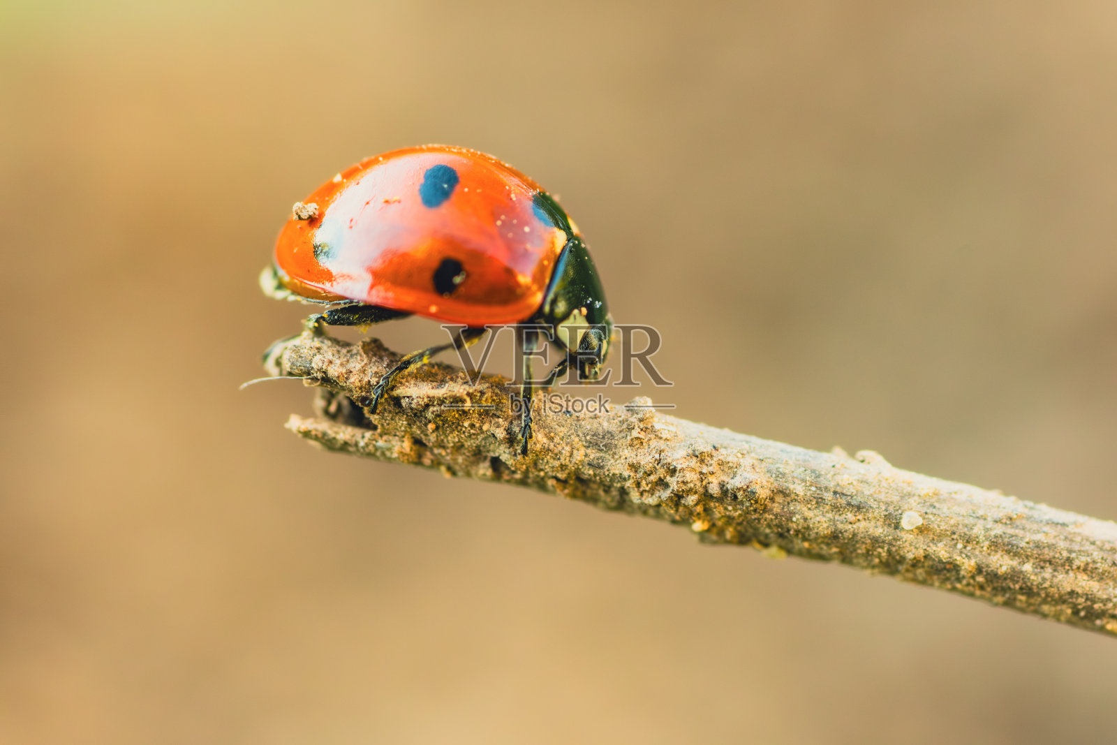 一只瓢虫在阳光亲吻的树枝上的旅程照片摄影图片