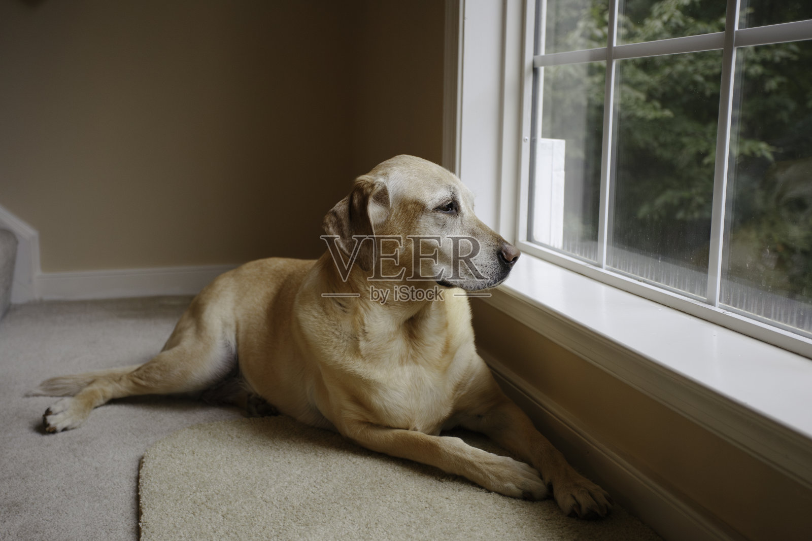 金狗躺在阳光明媚的窗前，望着窗外的花园景色。照片摄影图片