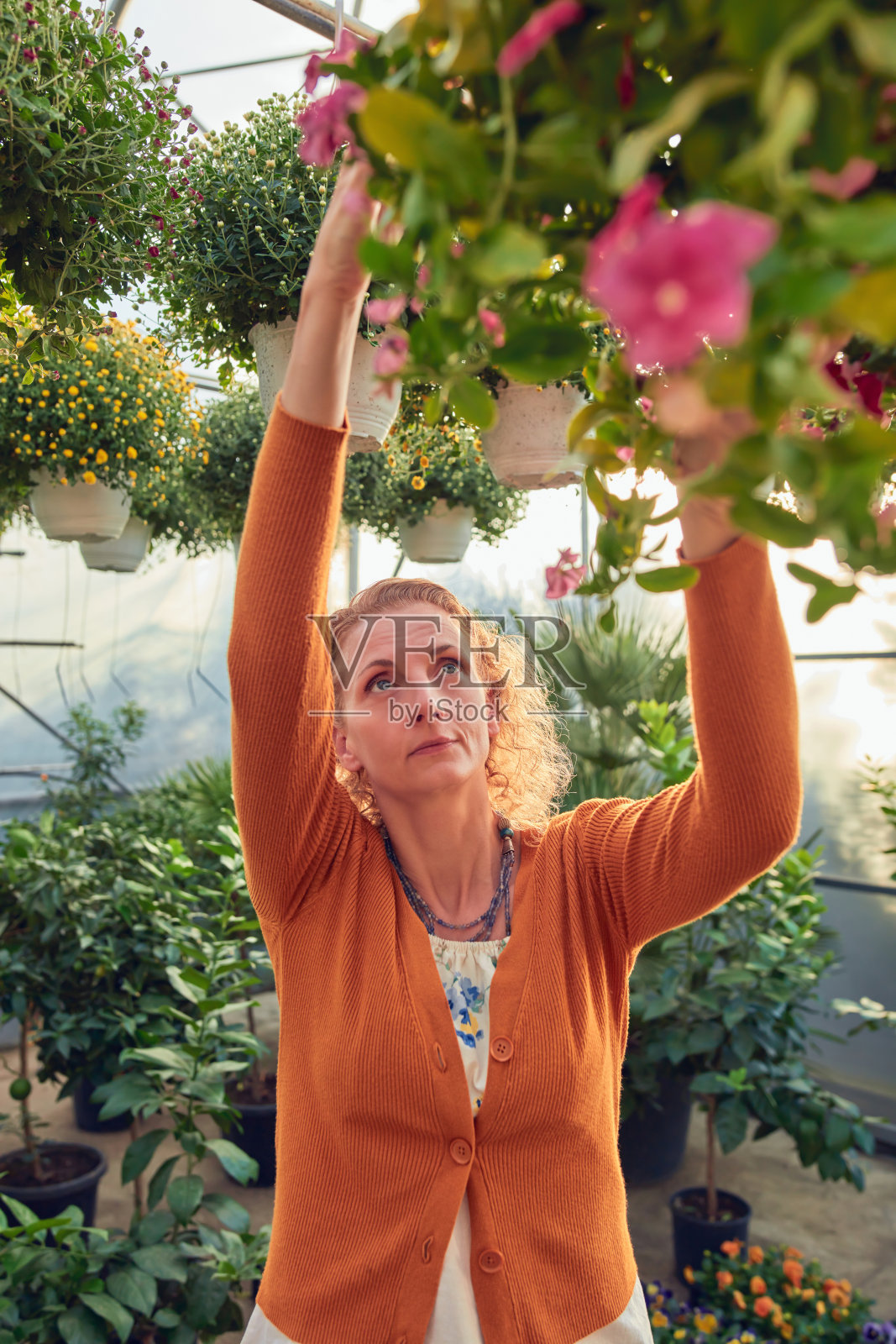 在花圃温室工作的妇女，照顾植物并准备出售。照片摄影图片